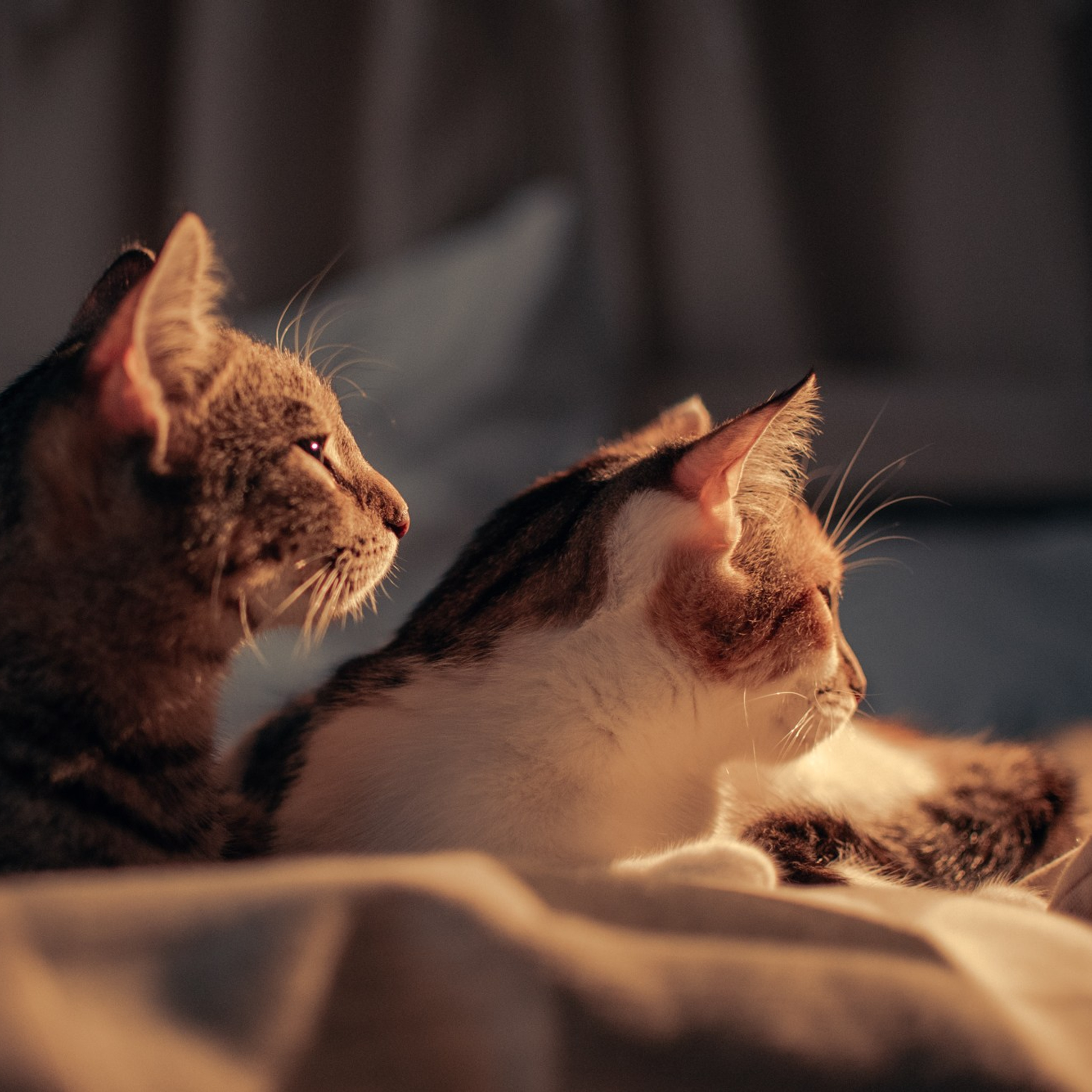 Cats: looking for a&nbsp;home and adopted