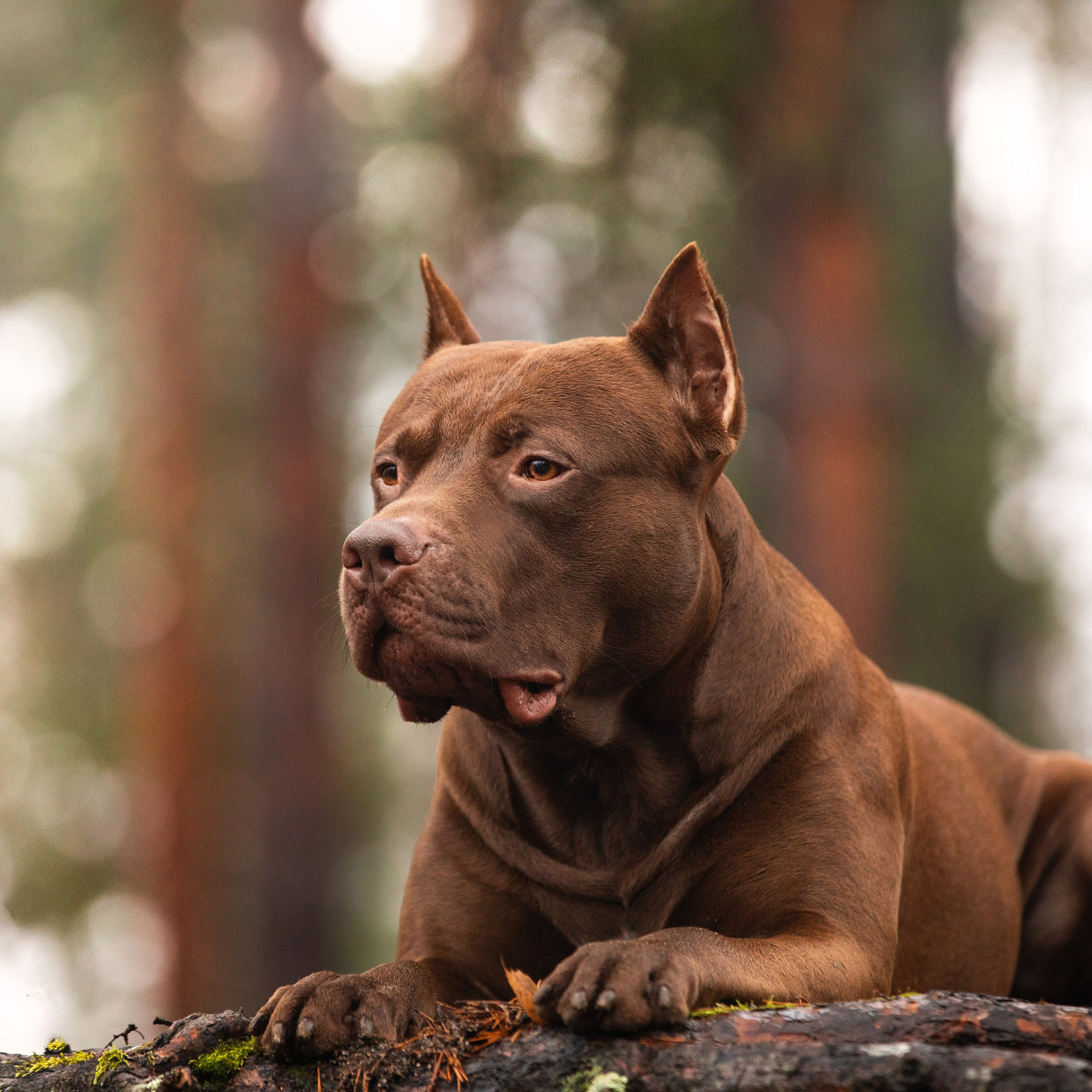 Прогулочные фотосъёмки лес, поле