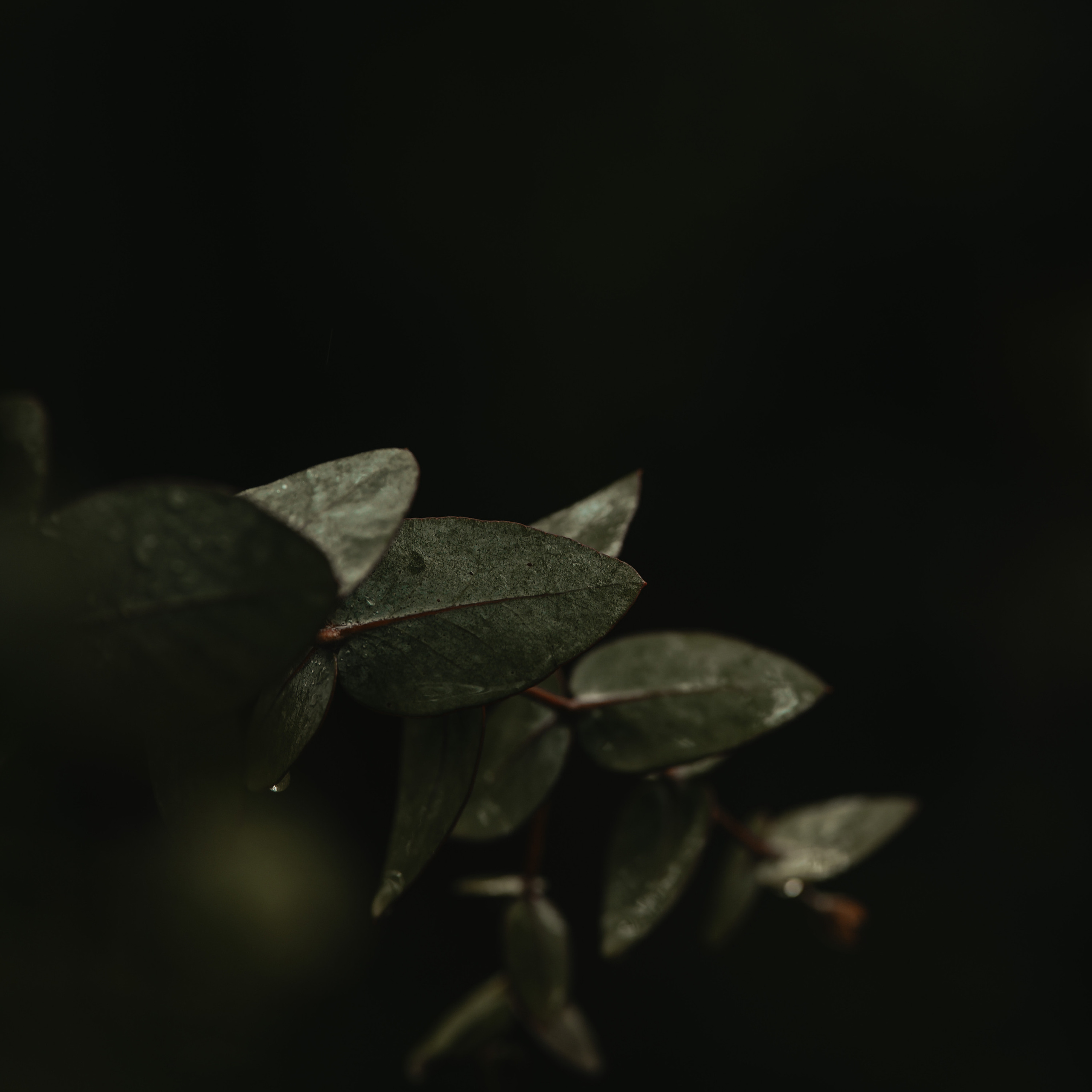 Свадьба под дождем