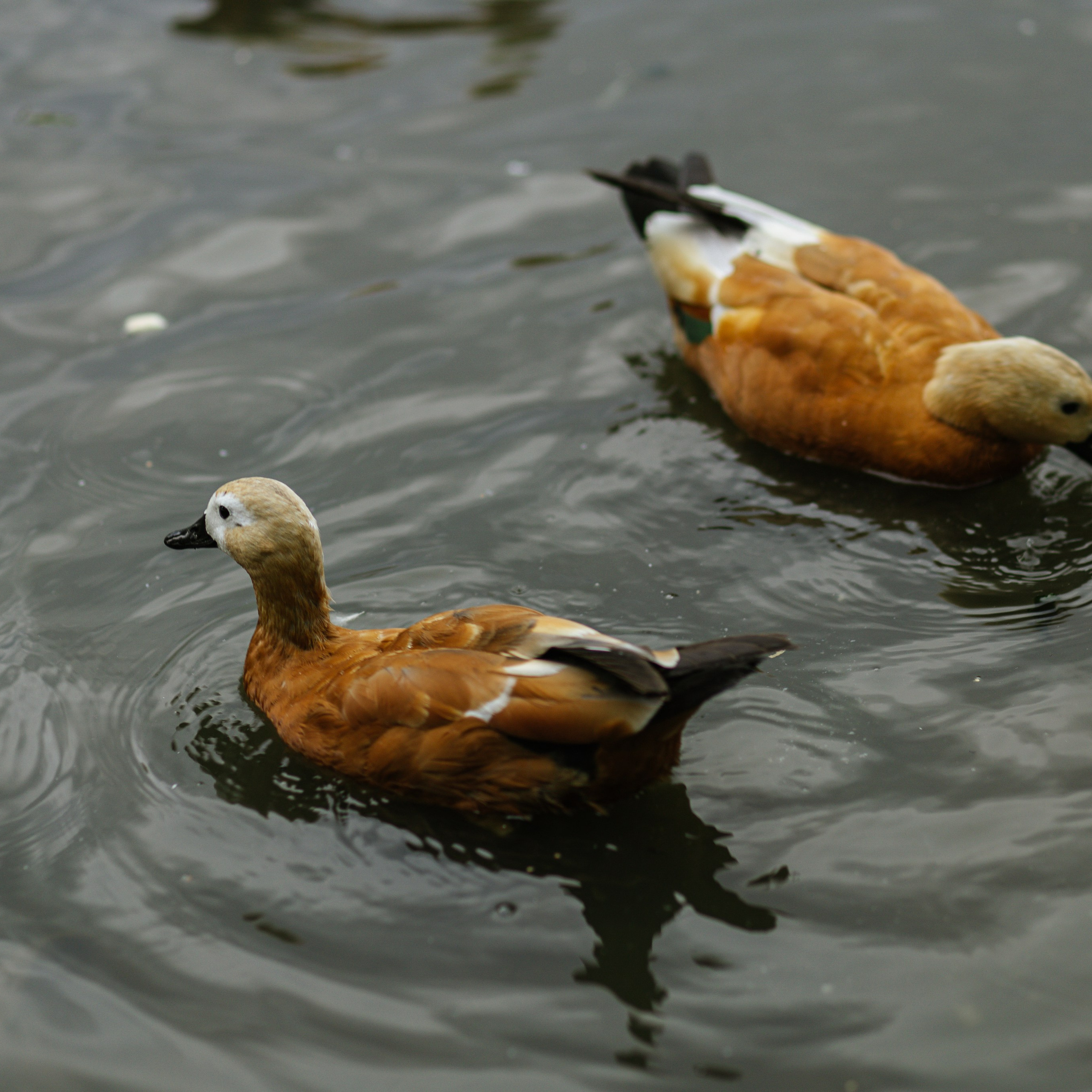 Вадим, Татьяна, Лера