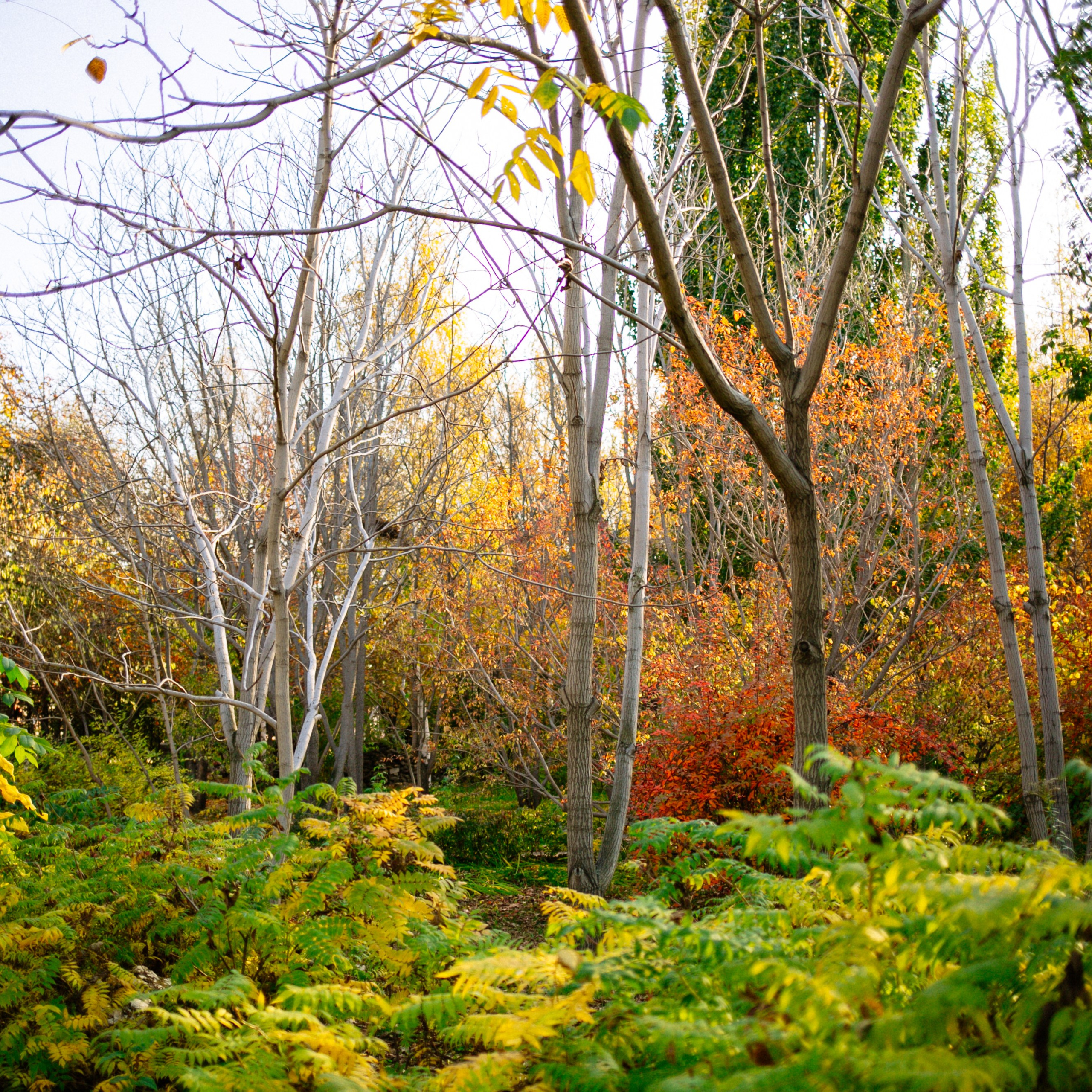 Юля, Анюта, Есения