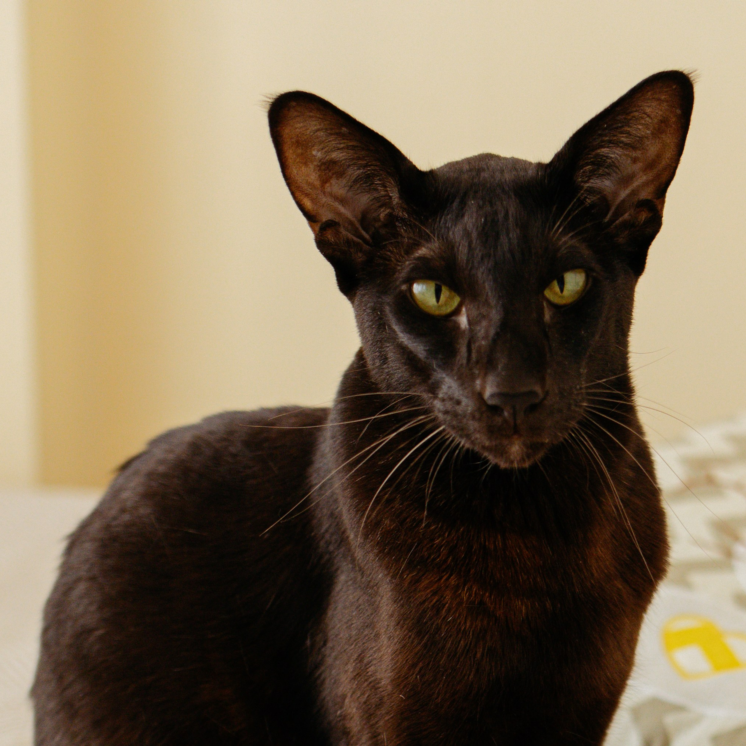 День рождения Василисы (дом, парк)