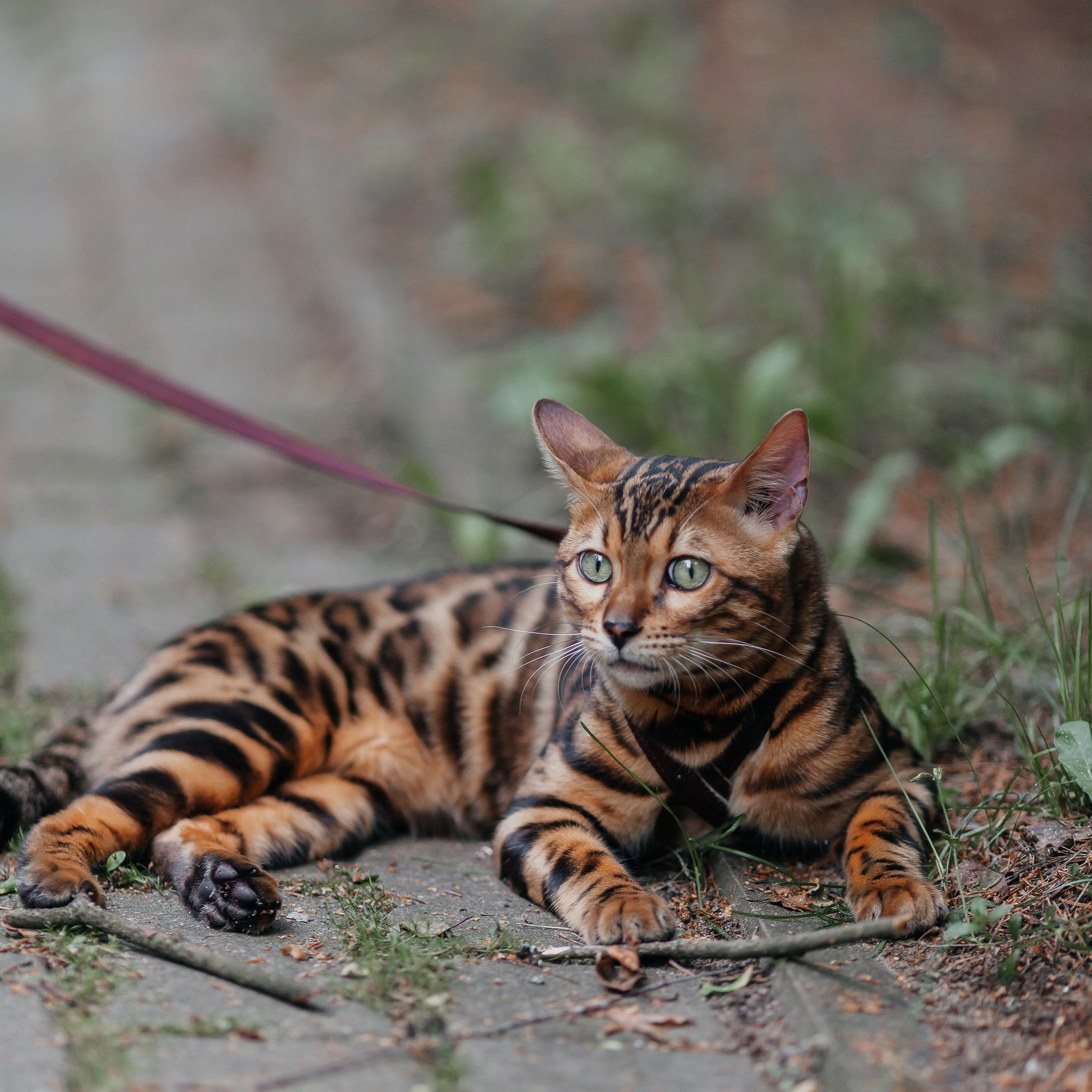 Отзывы. Свадебный фотограф Рыбинск, Ярославль, Москва Сергей Власов