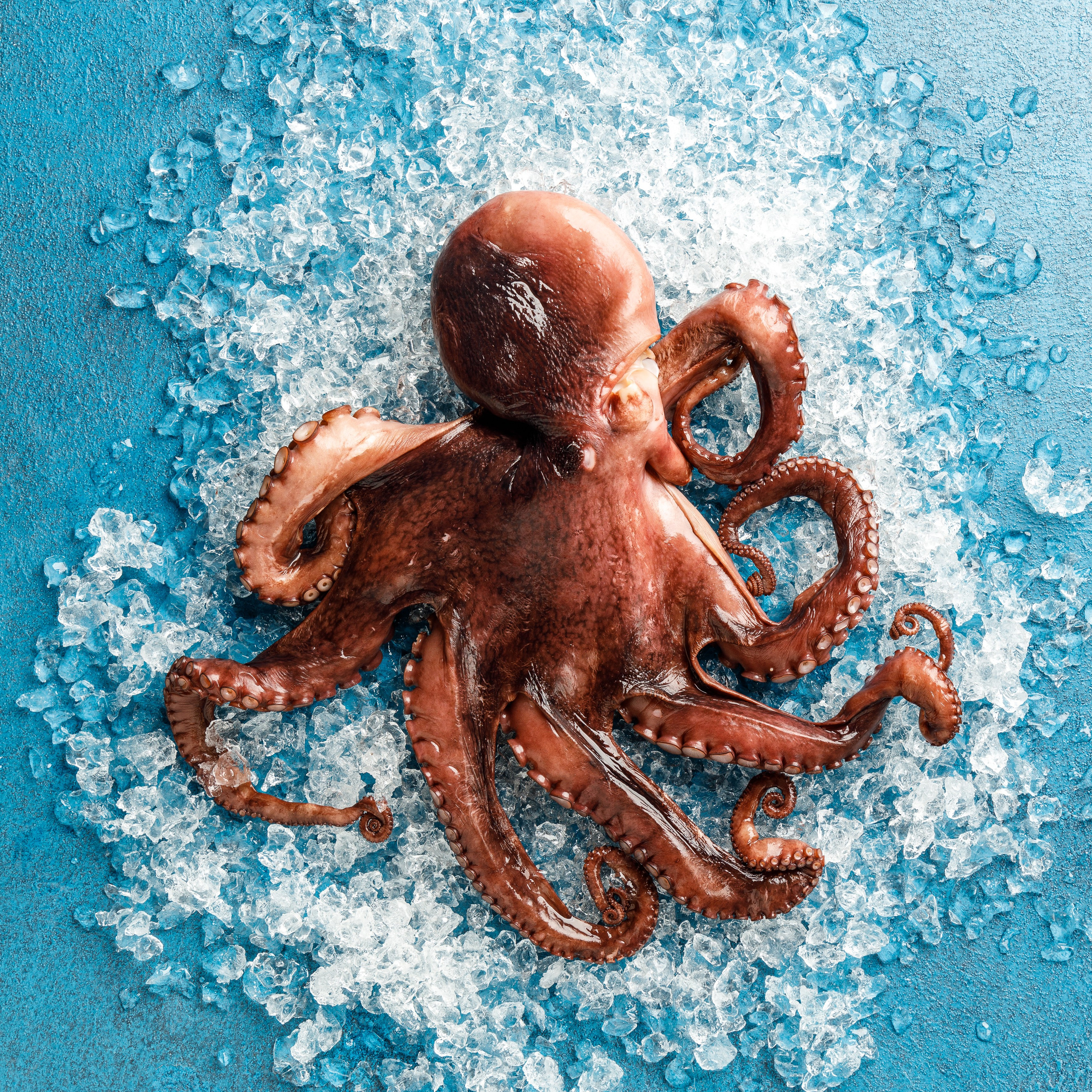 Живая Рыба. Предметная и фуд-фотография в Екатеринбурге Екатерина Ковалева