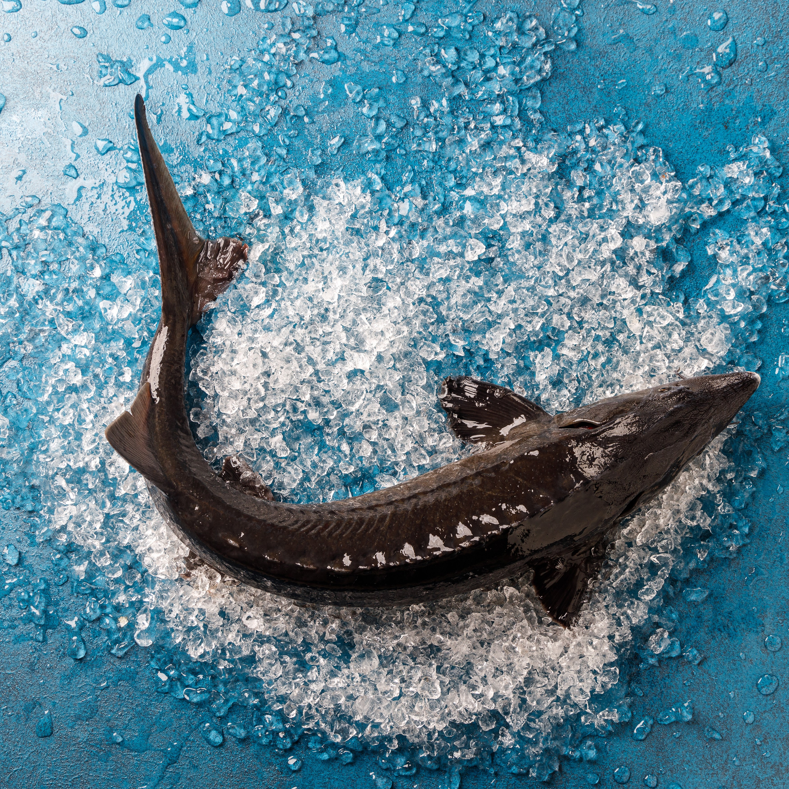 Живая Рыба. Предметная и фуд-фотография в Екатеринбурге Екатерина Ковалева