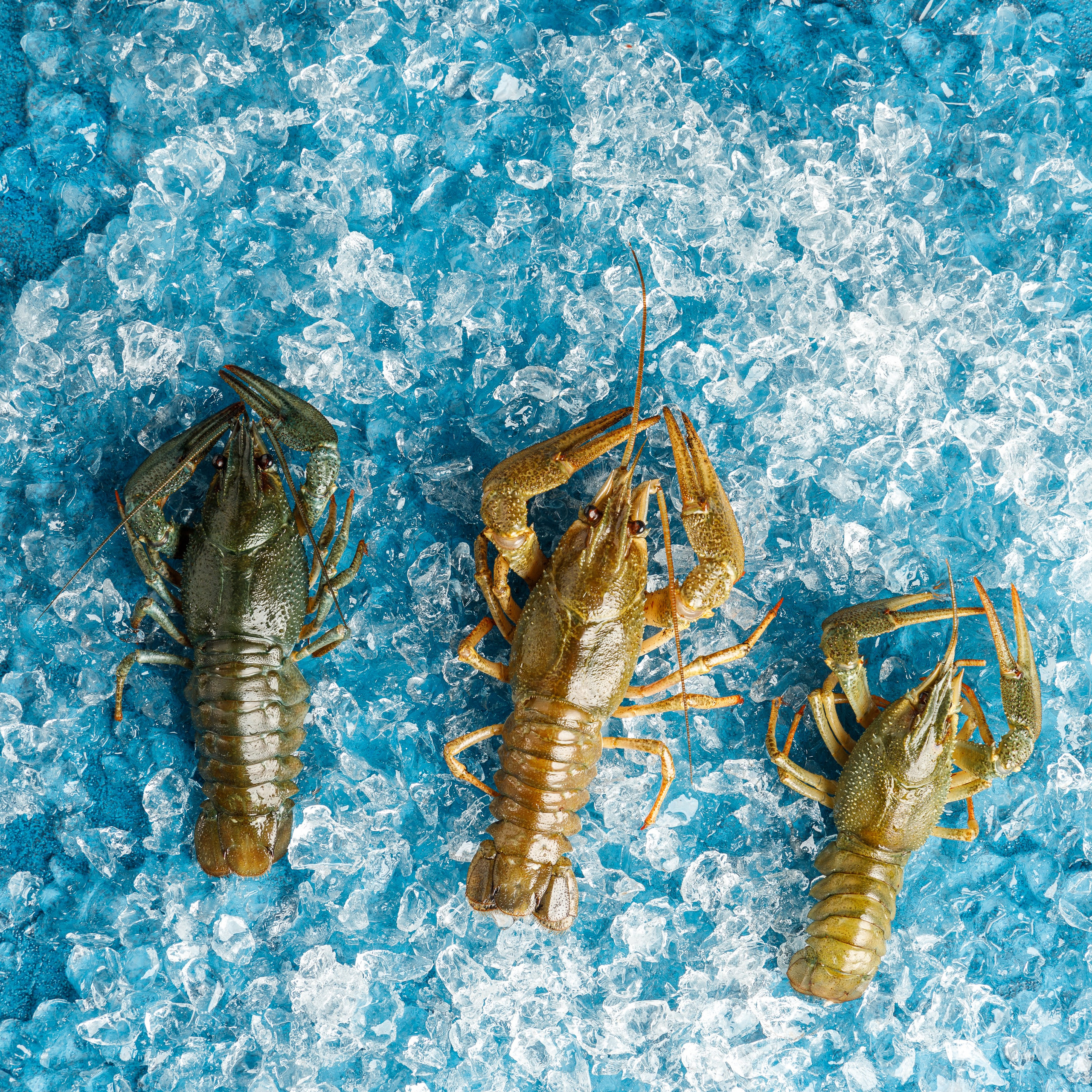 Живая Рыба. Предметная и фуд-фотография в Екатеринбурге Екатерина Ковалева