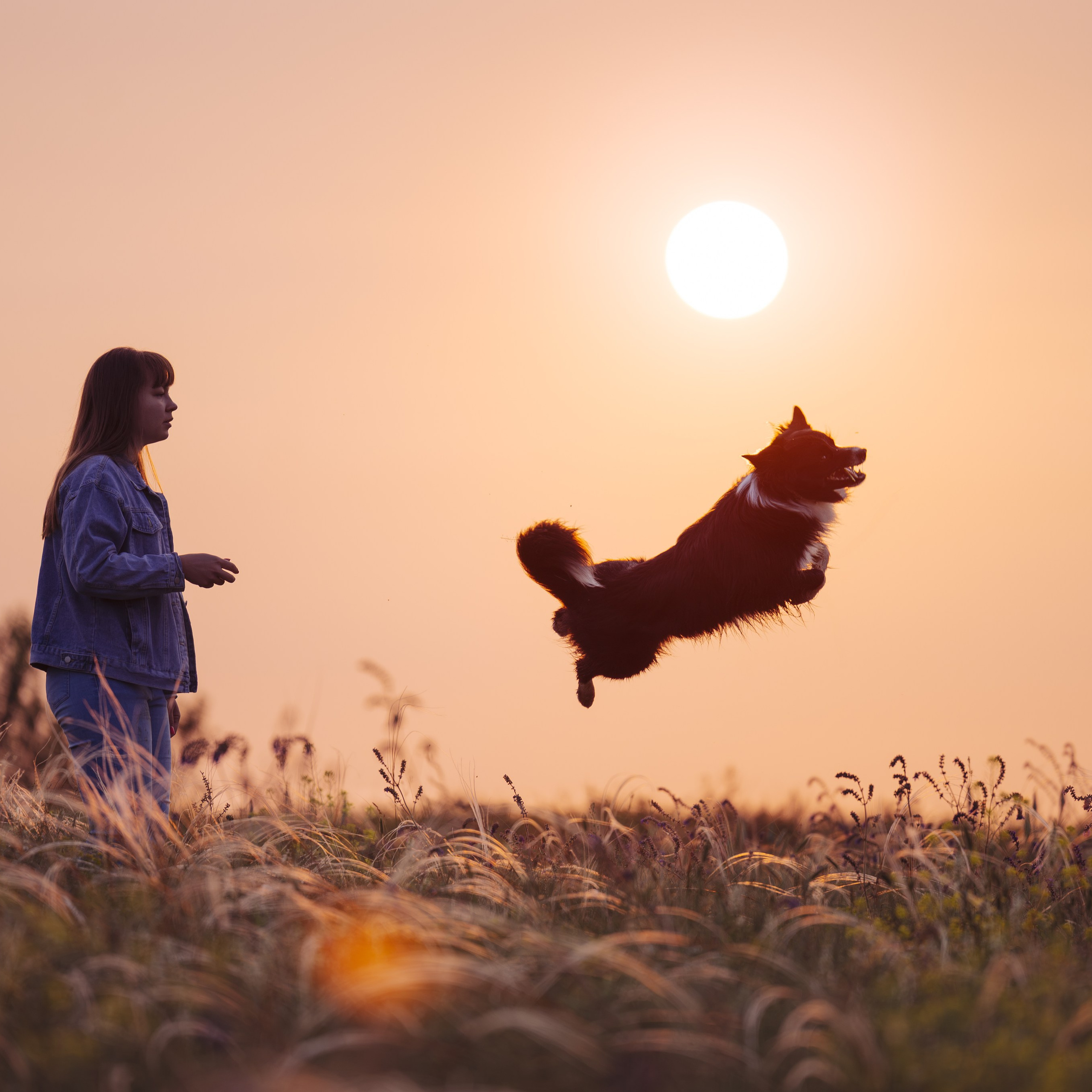 Прогулка на рассвете с бордер-колли