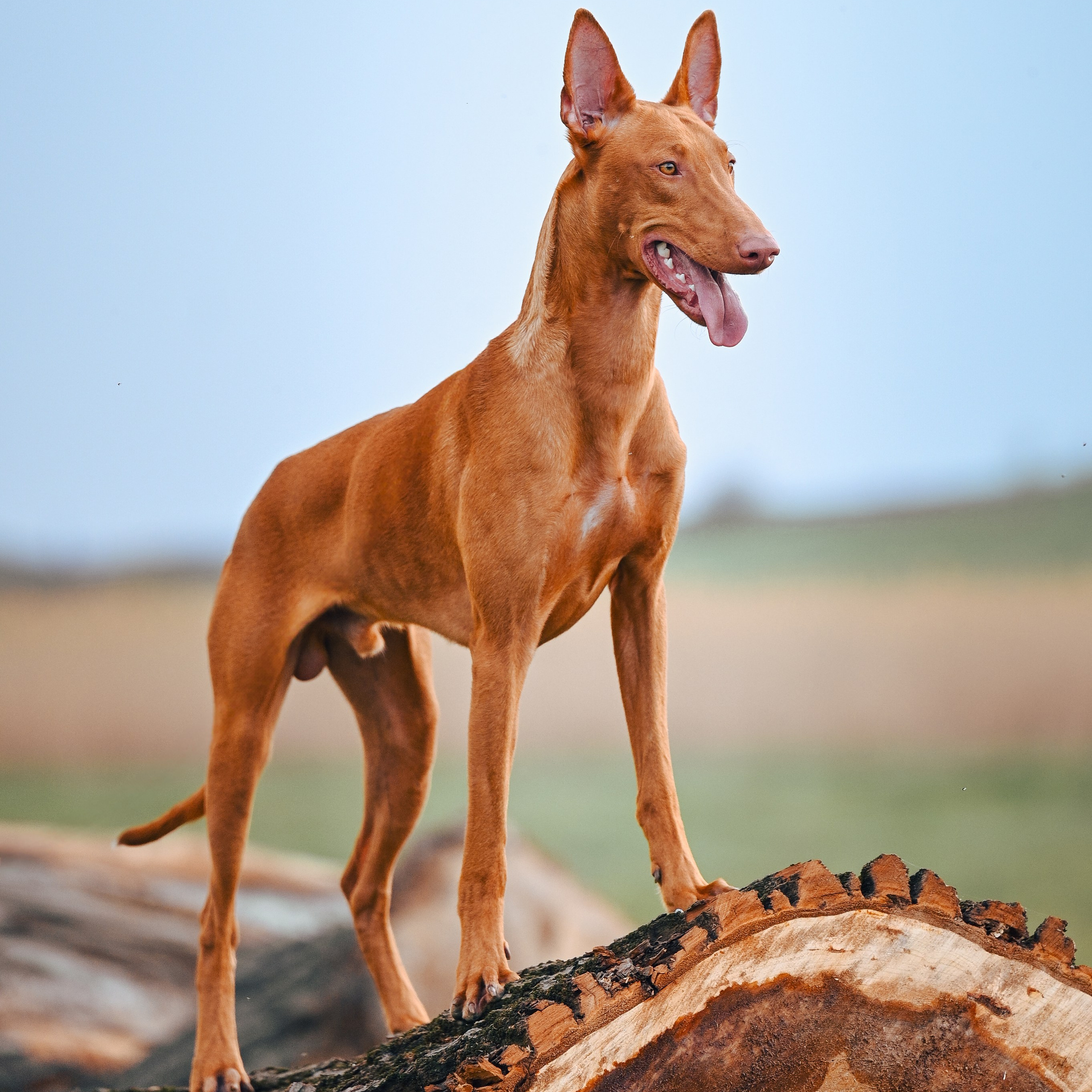 Фараонова собака Ромарио