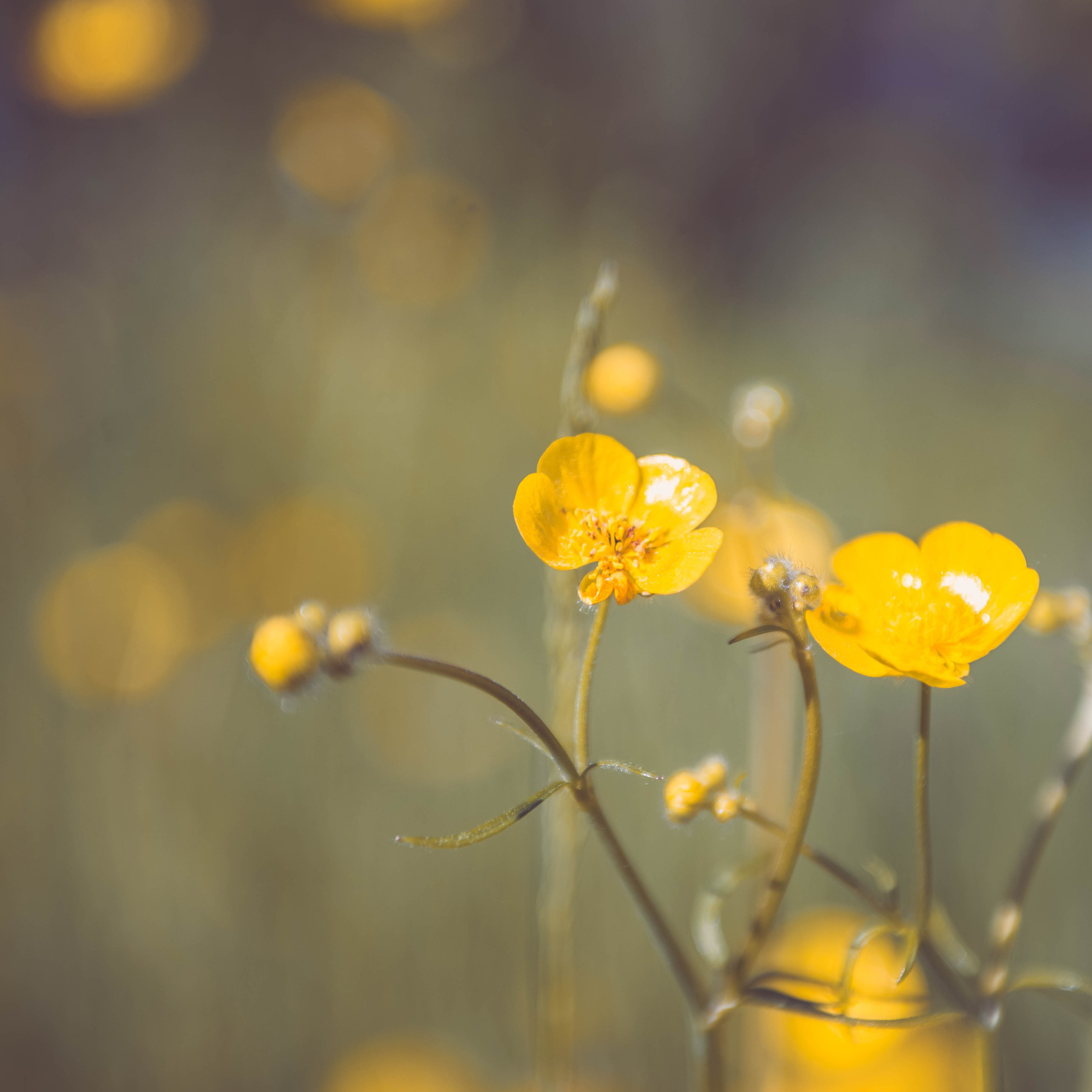 Отзывы. Профессиональный фотограф. Работаю в Улан-Удэ, Новосибирске и др