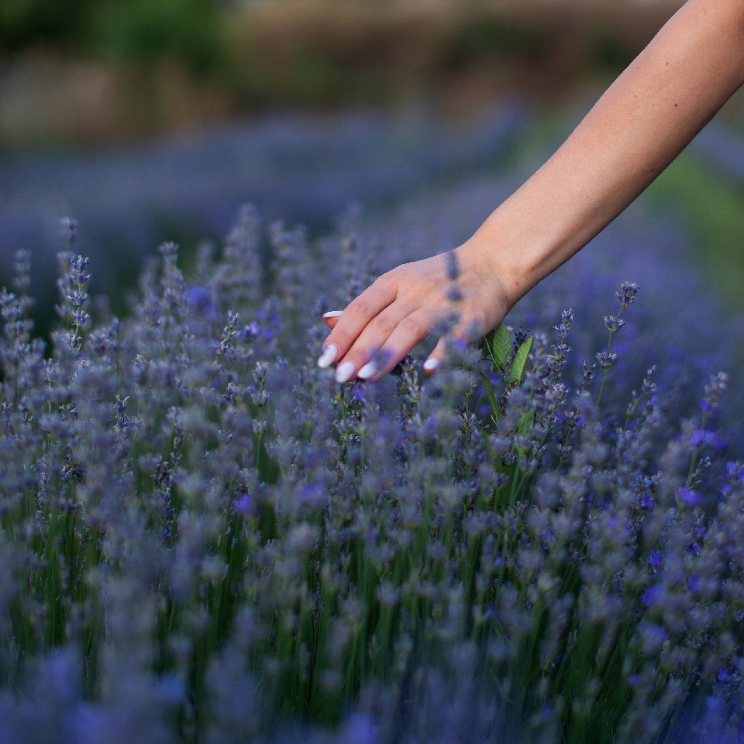 Лаванда Анталия. Фотограф в Анталии | Профессиональная фотосессия | Наталья Цыбульская