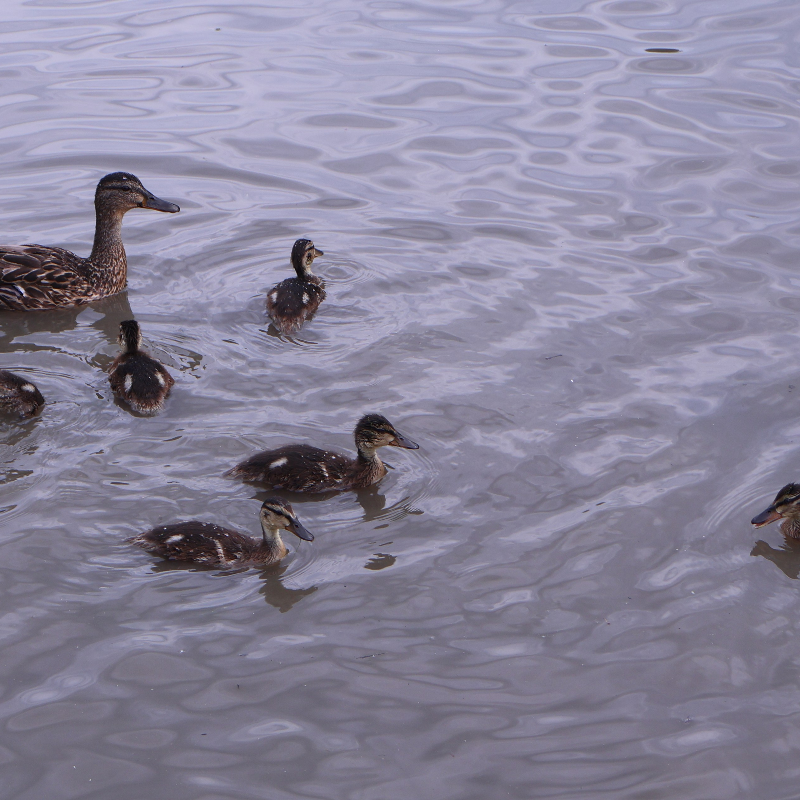 «Моя девочка». Фотограф АНАСТАСИЯ ПЛАТОВА