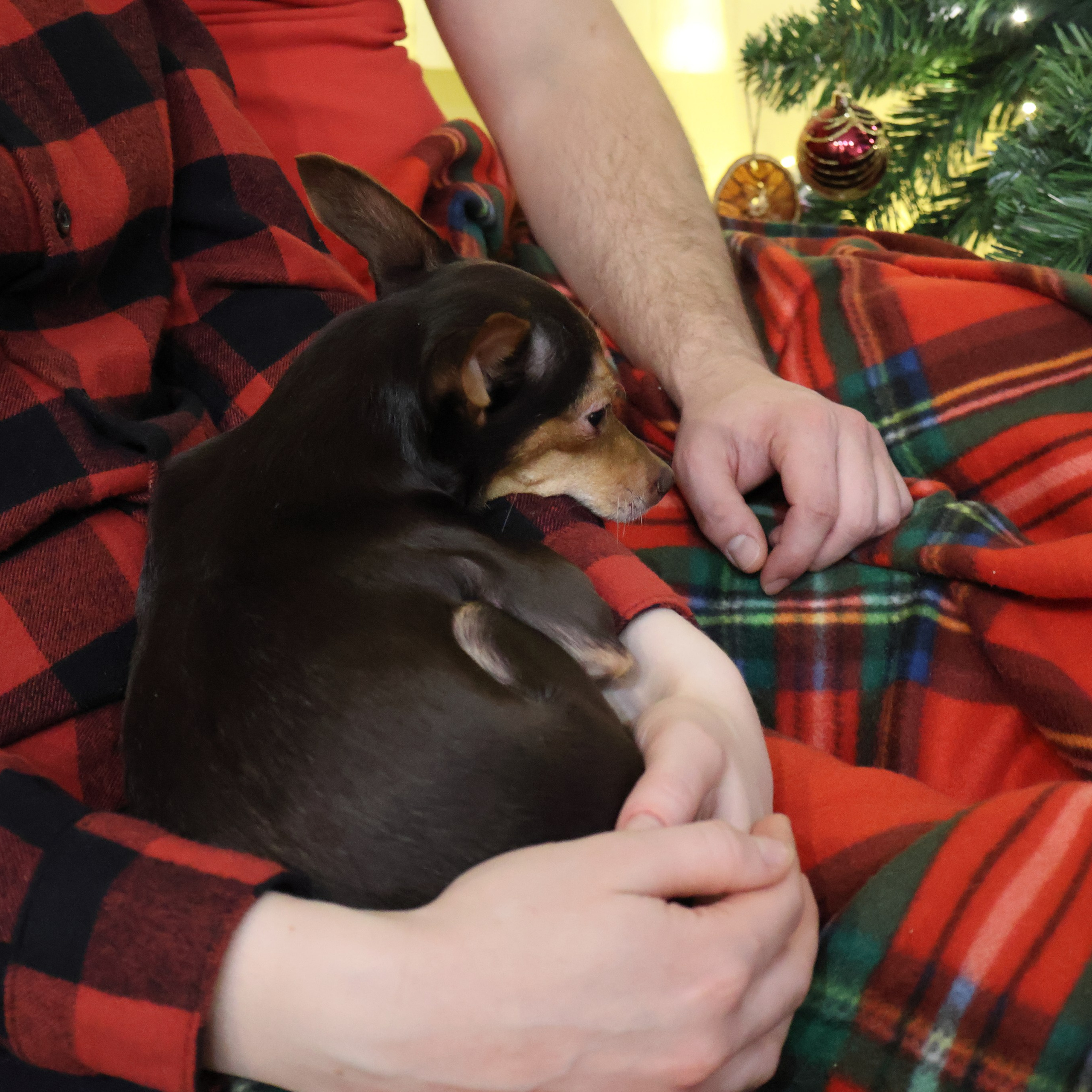 Новый год в объятиях любви. Фотограф АНАСТАСИЯ ПЛАТОВА