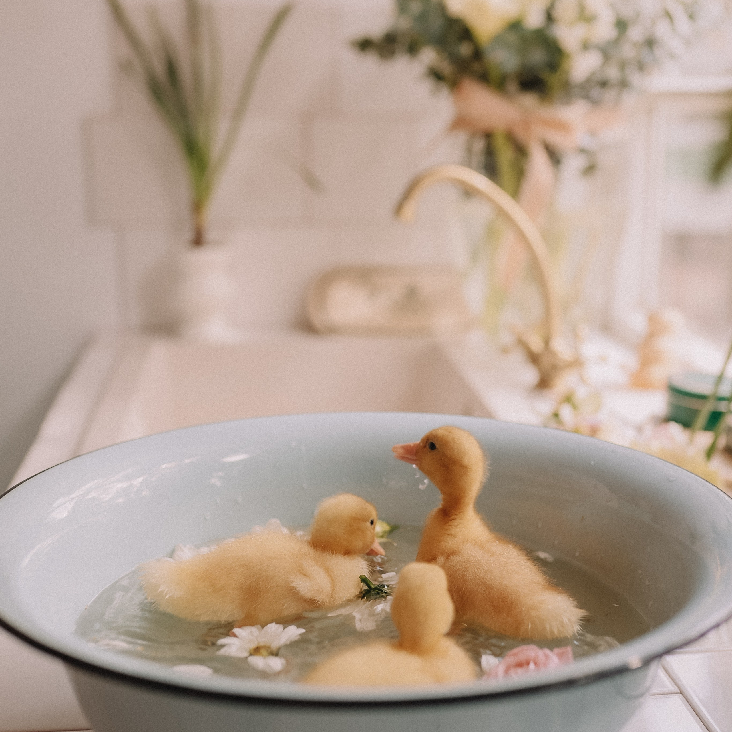 Ева Николь и&nbsp;утята