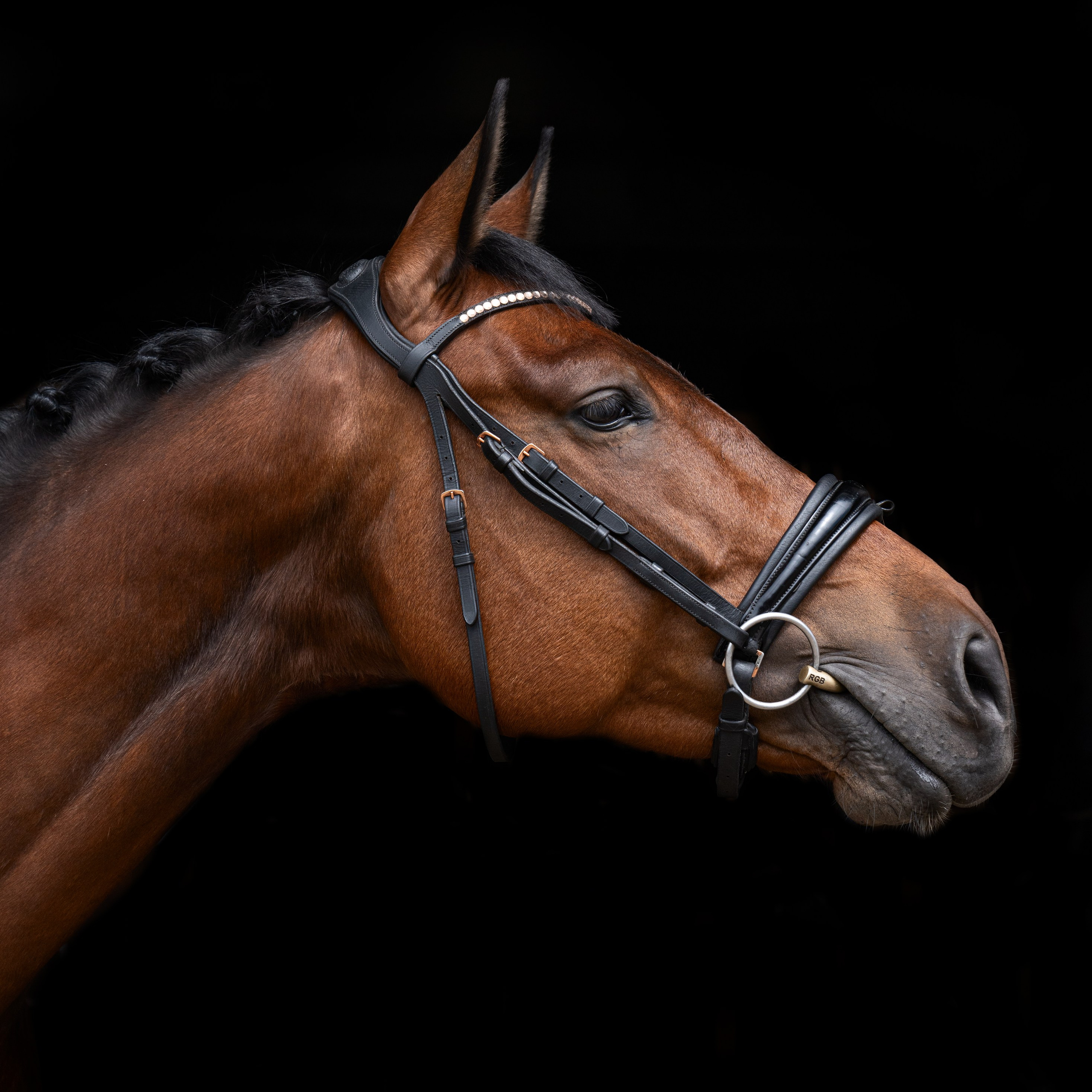 Портреты лошадей