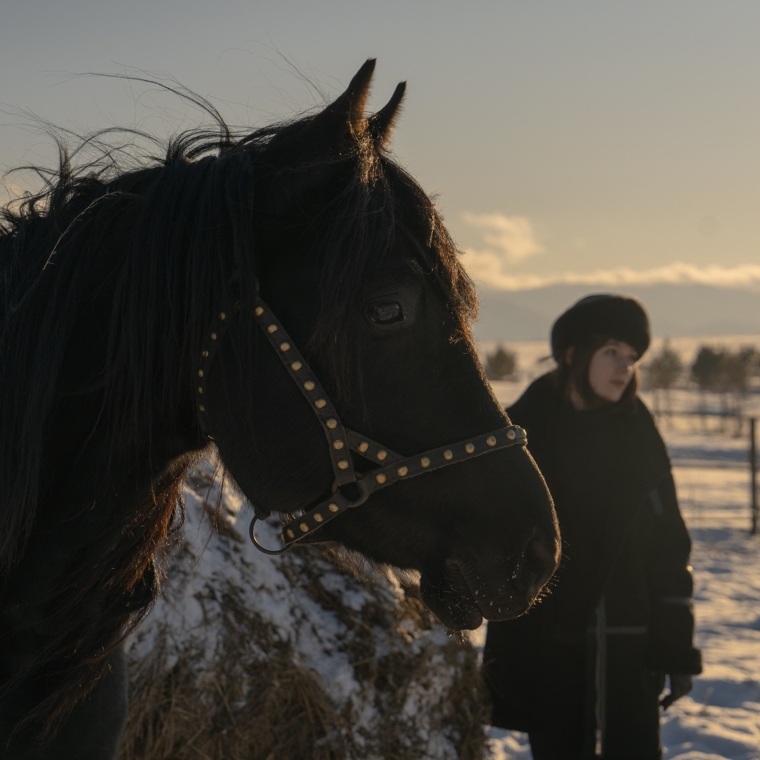 Фотосессия с лошадьми в Белокурихе (Новотырышкино). Главная