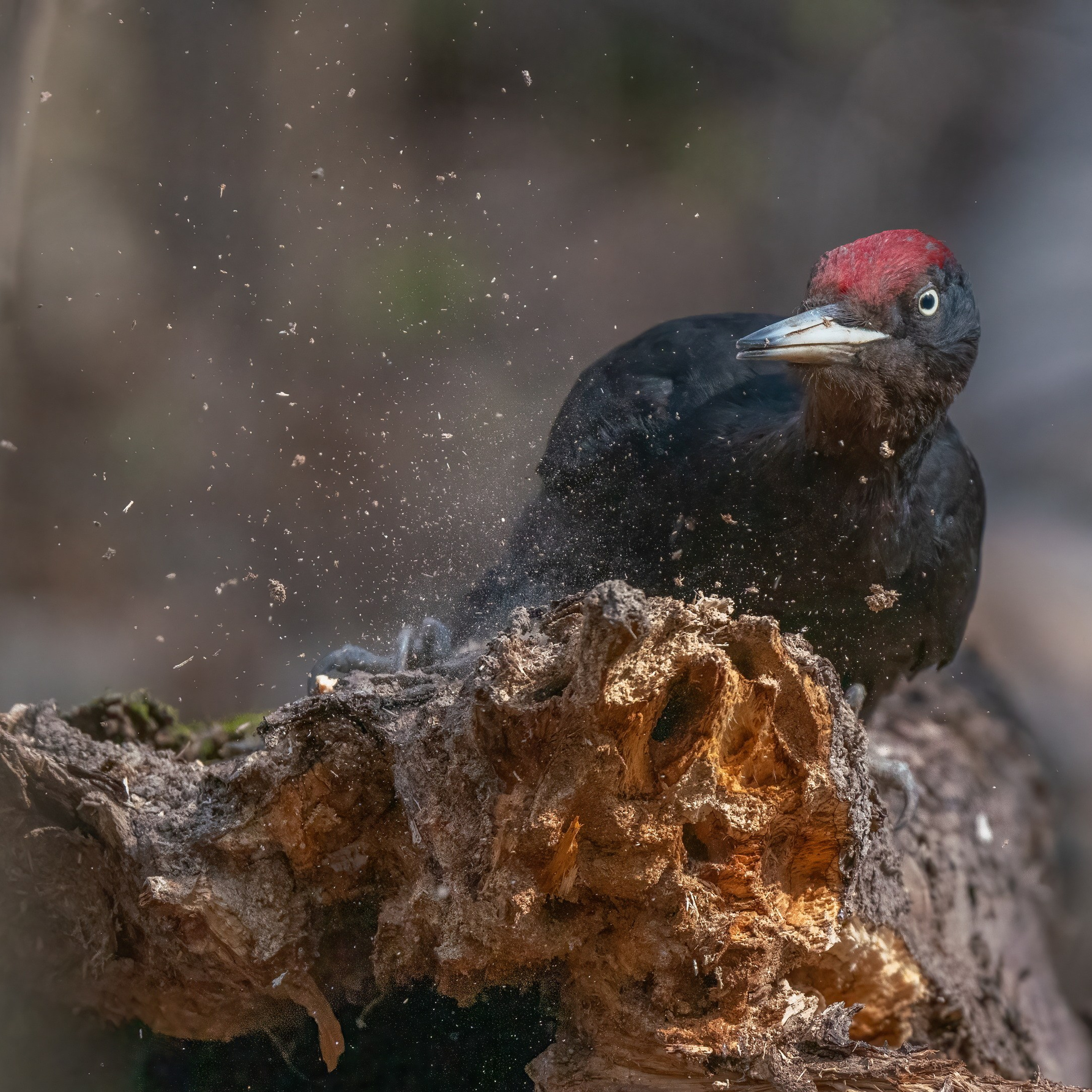 Анималистика