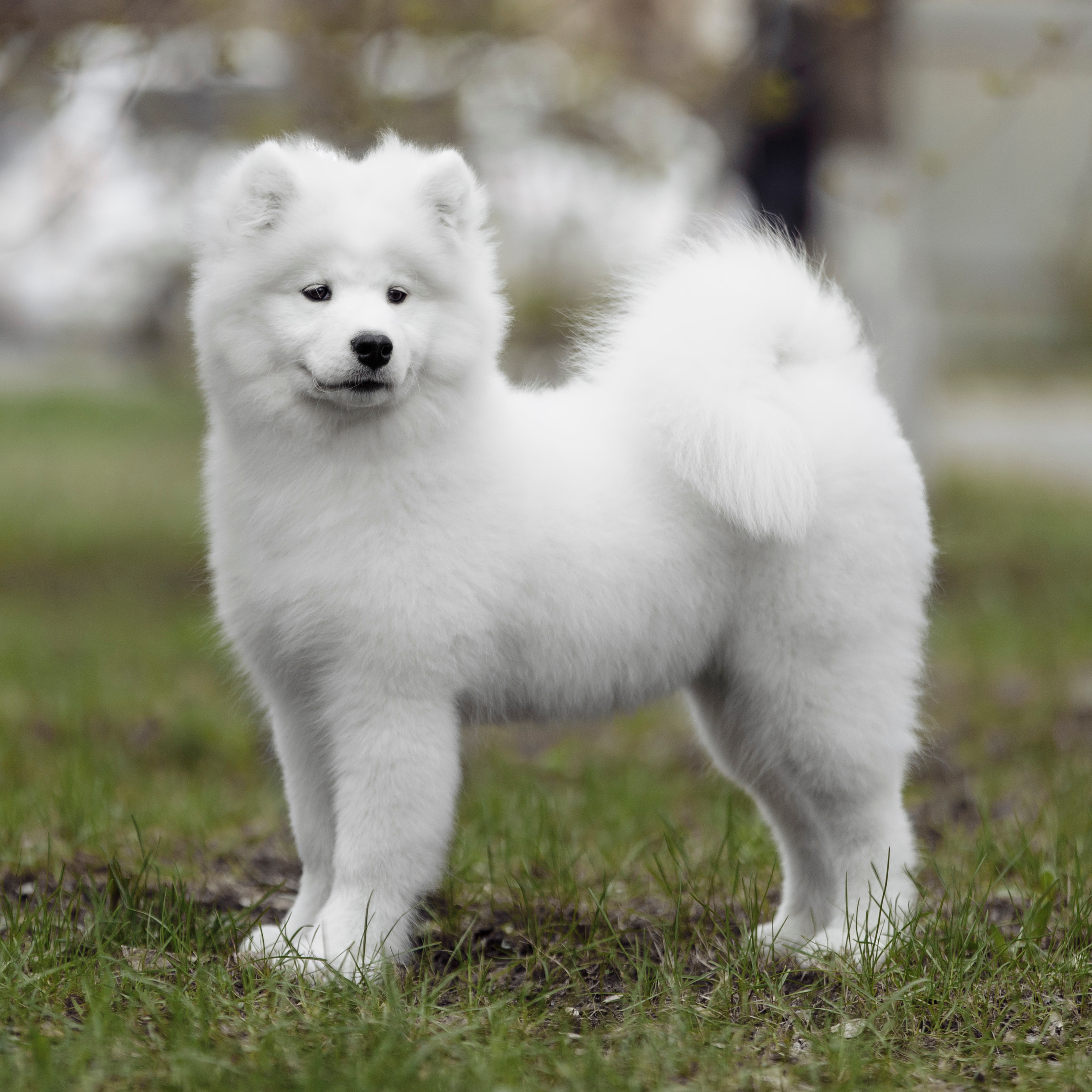 Клиентам. Фотограф-анималист Саша Вязьмина