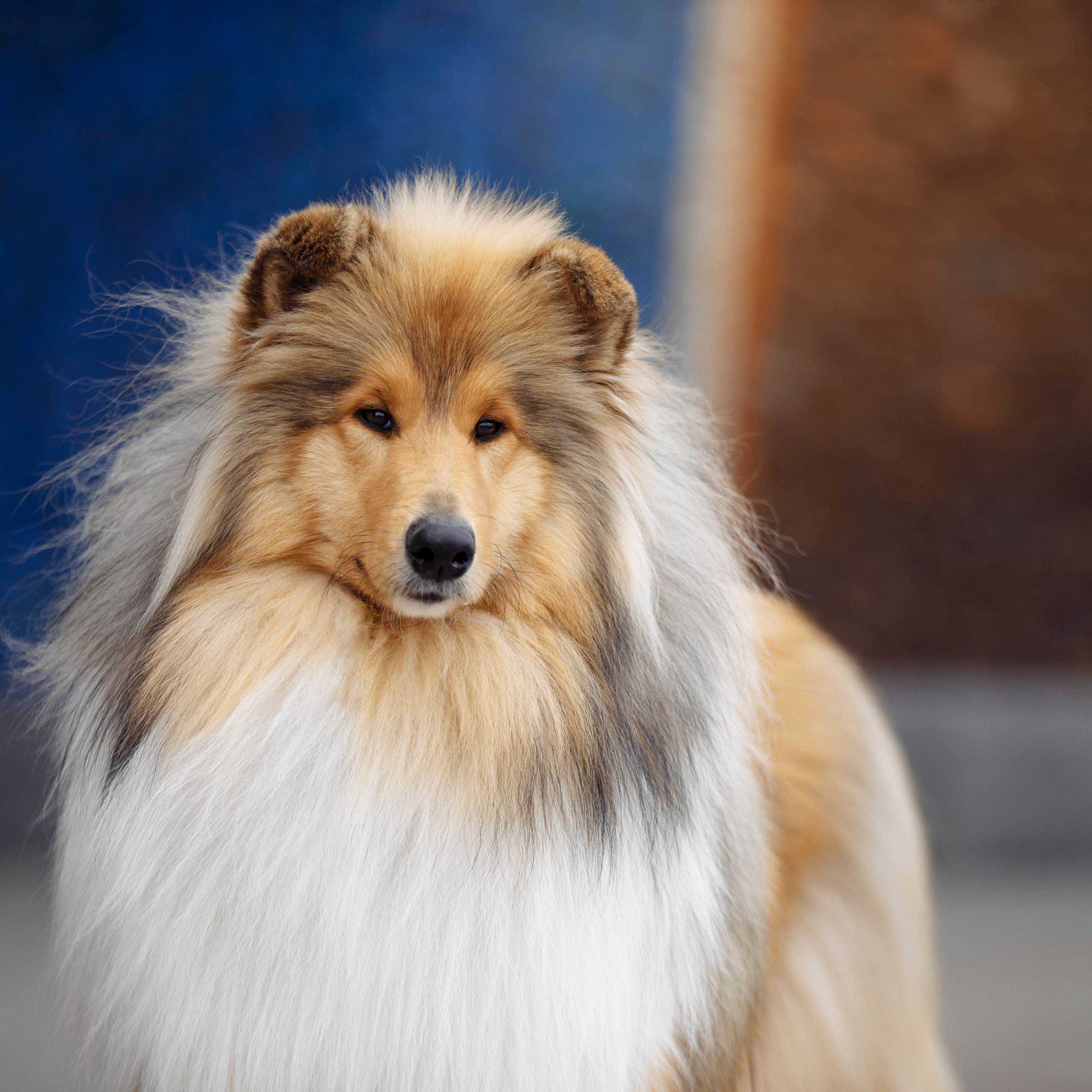 Клиентам. Фотограф-анималист Саша Вязьмина