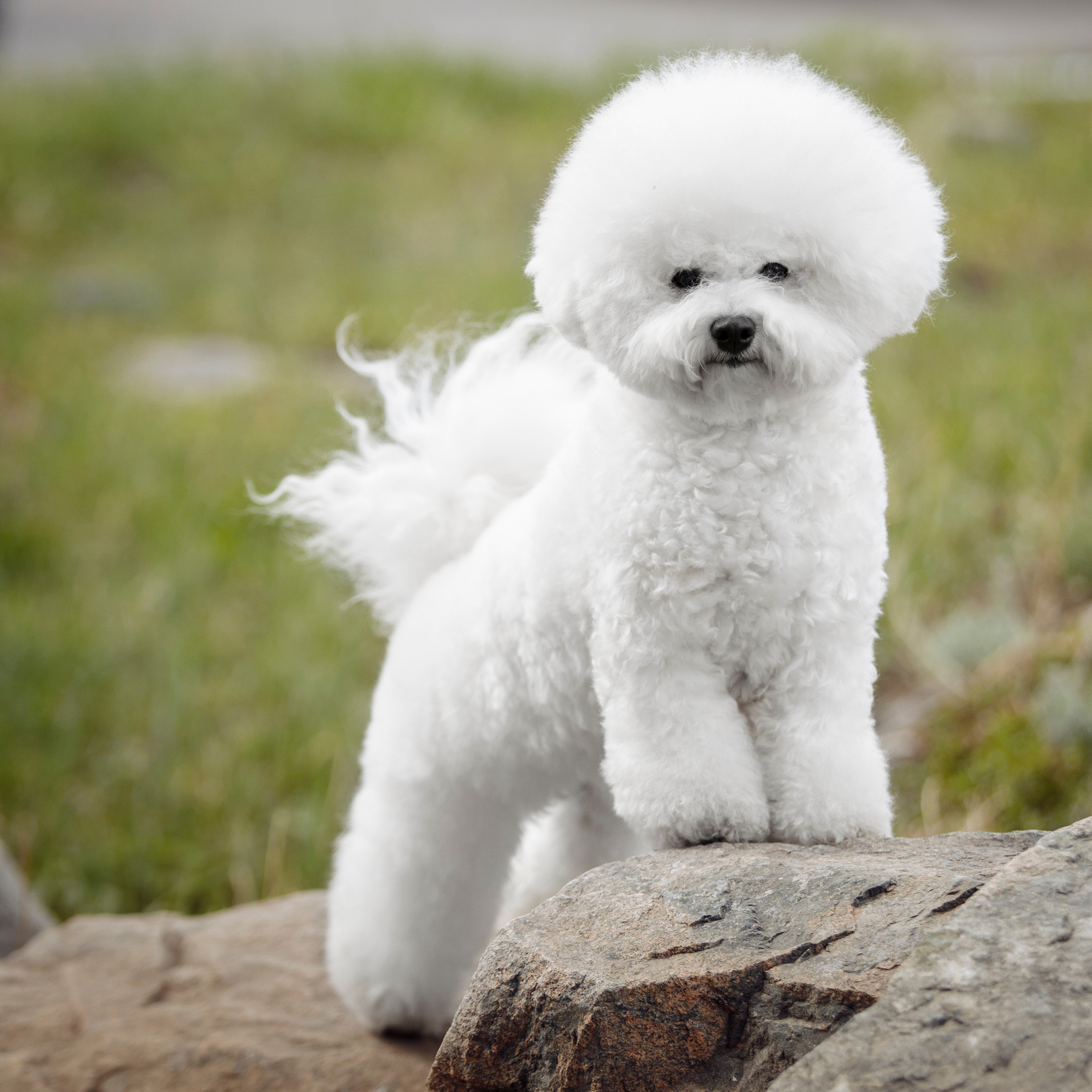 Клиентам. Фотограф-анималист Саша Вязьмина