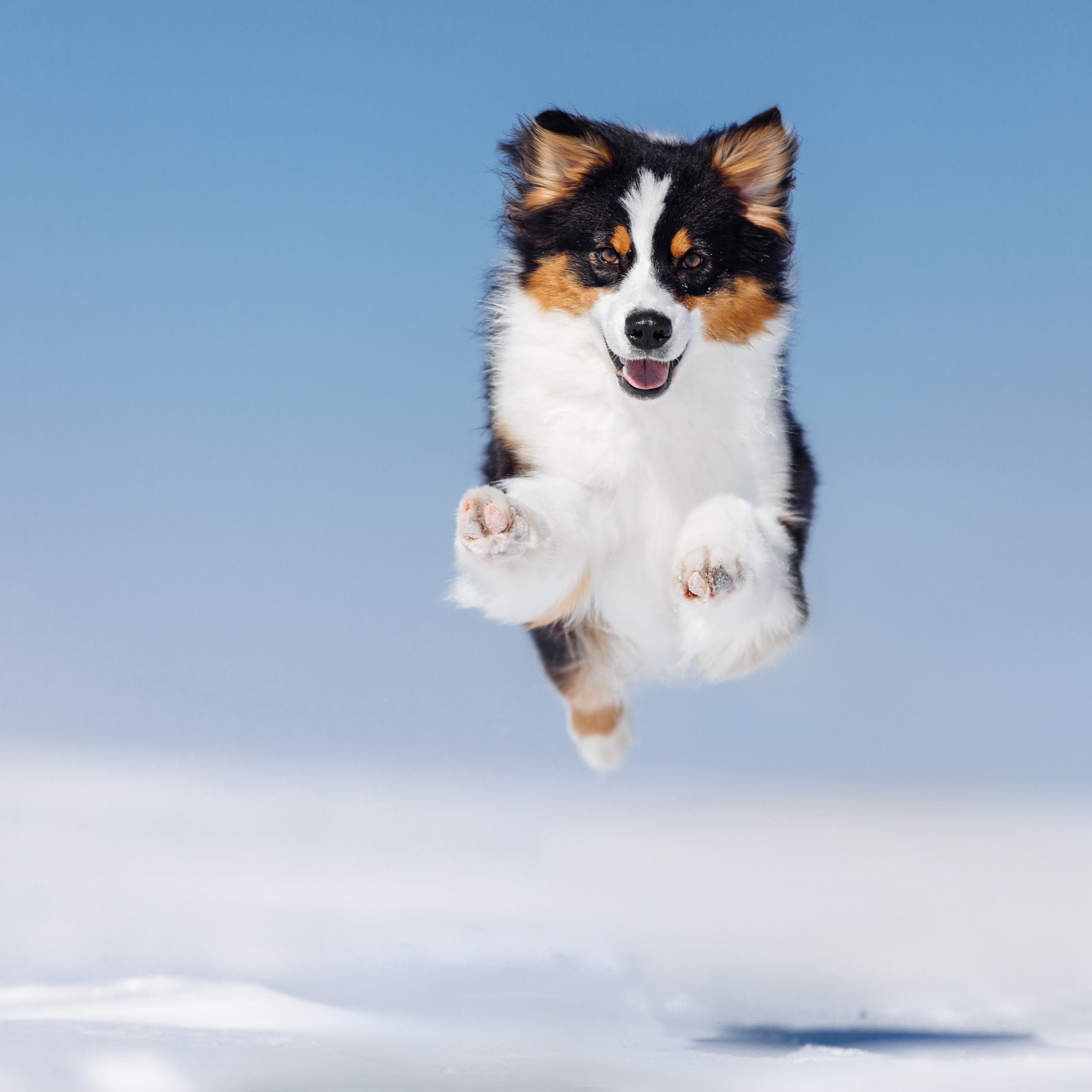 Клиентам. Фотограф-анималист Саша Вязьмина