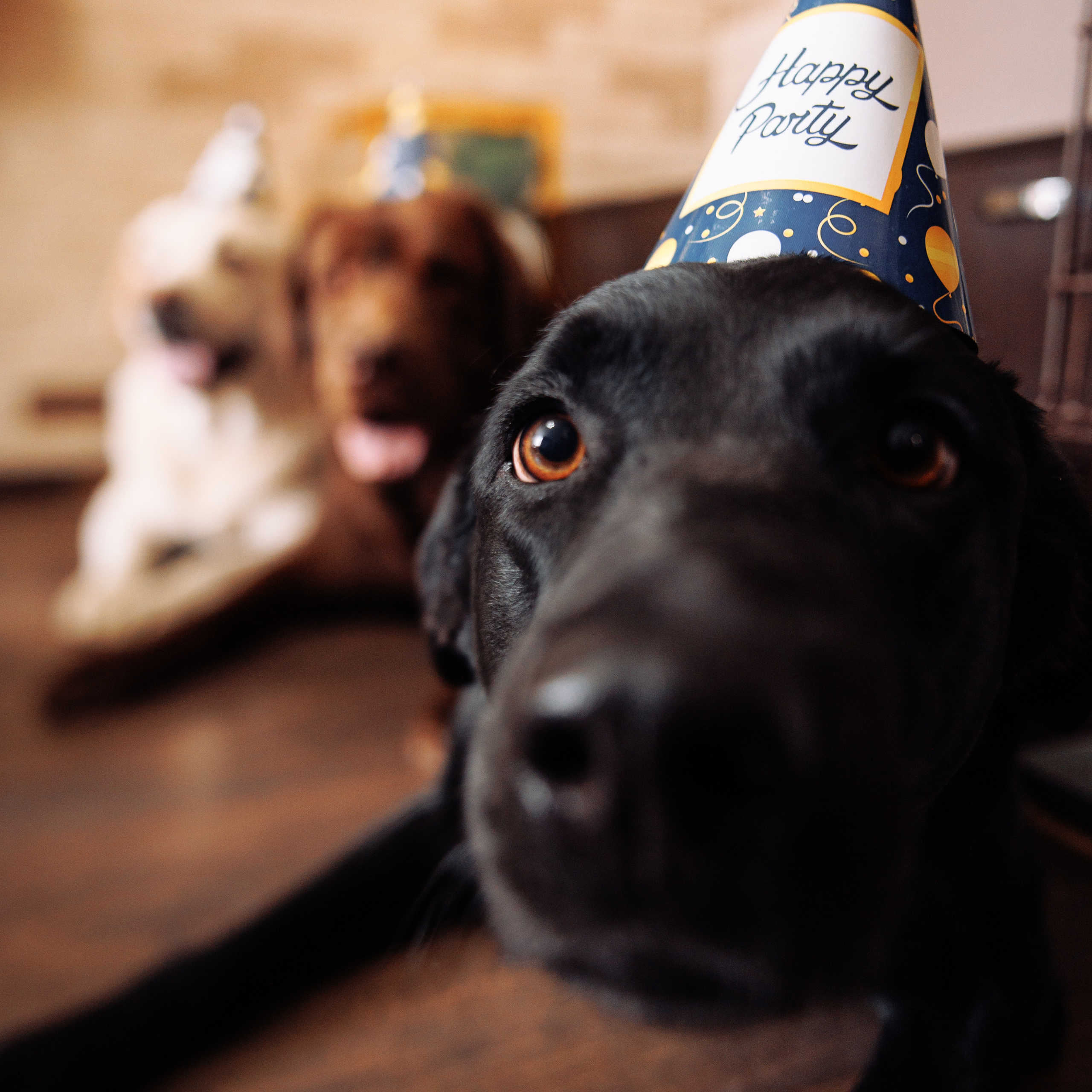 Клиентам. Фотограф-анималист Саша Вязьмина