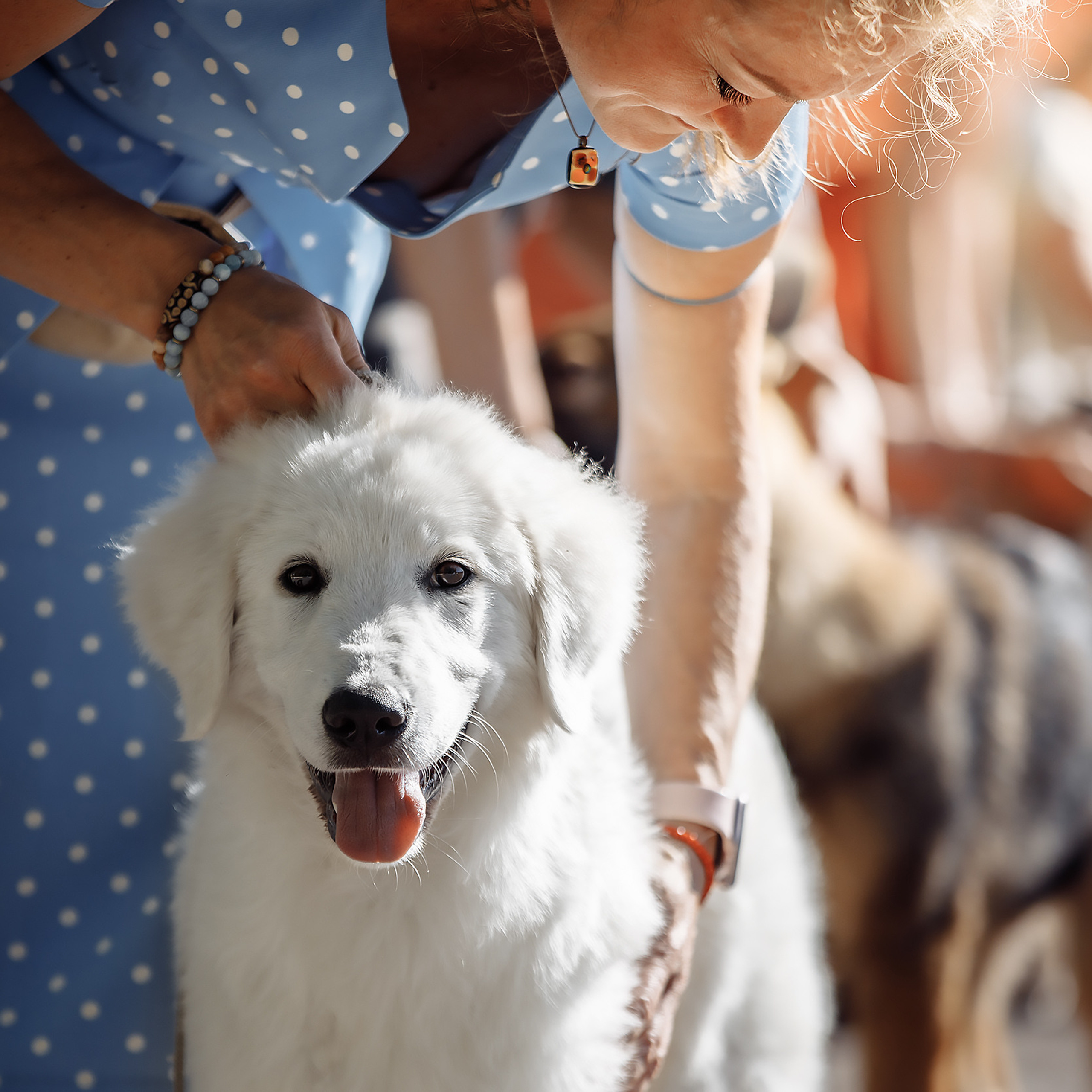 Клиентам. Фотограф-анималист Саша Вязьмина