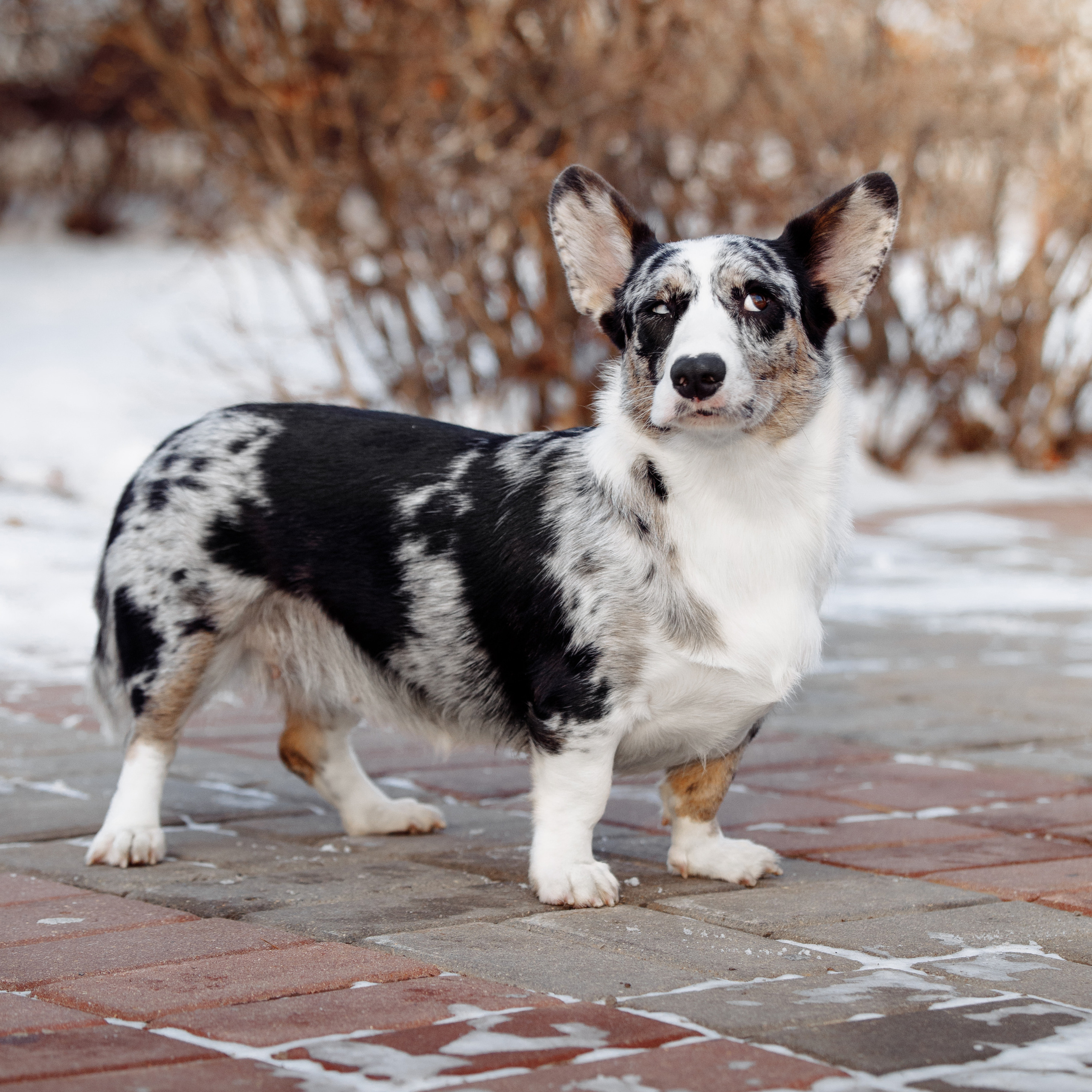 Клиентам. Фотограф-анималист Саша Вязьмина