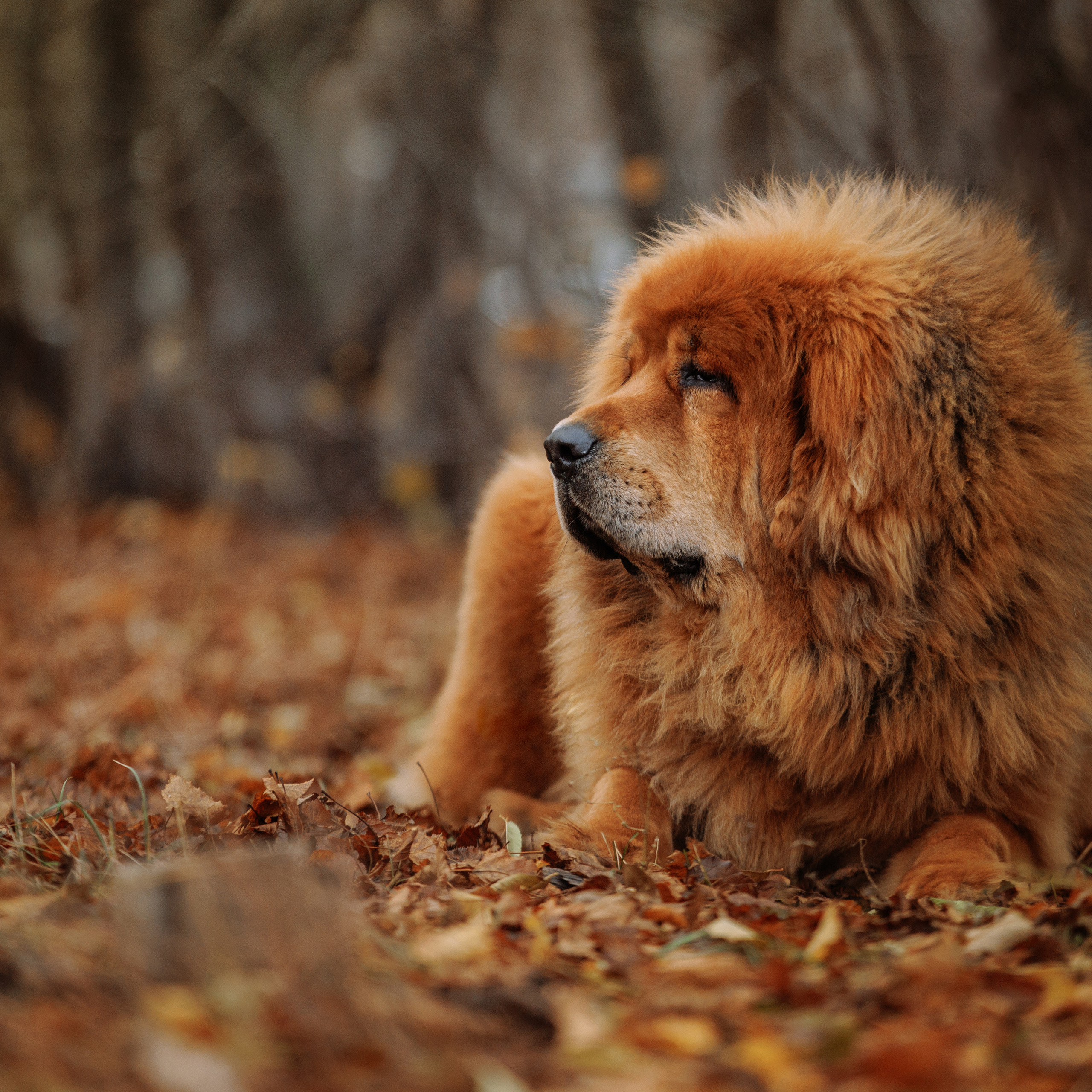 Клиентам. Фотограф-анималист Саша Вязьмина
