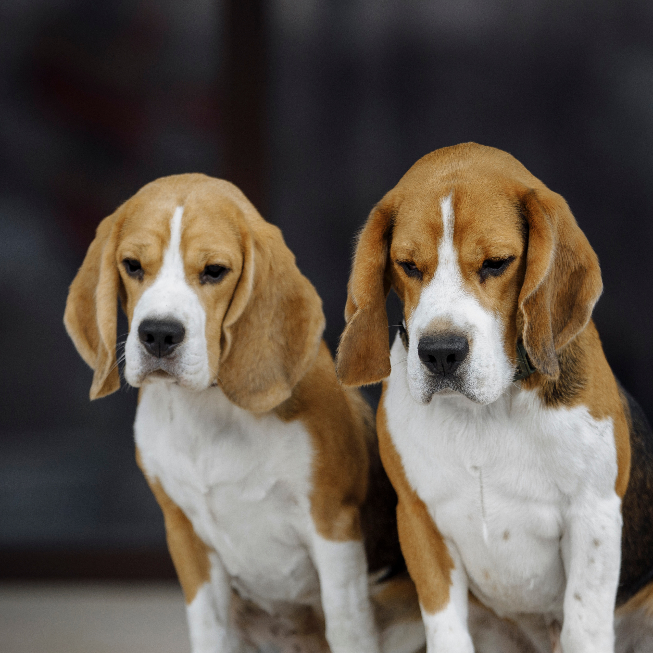 Клиентам. Фотограф-анималист Саша Вязьмина