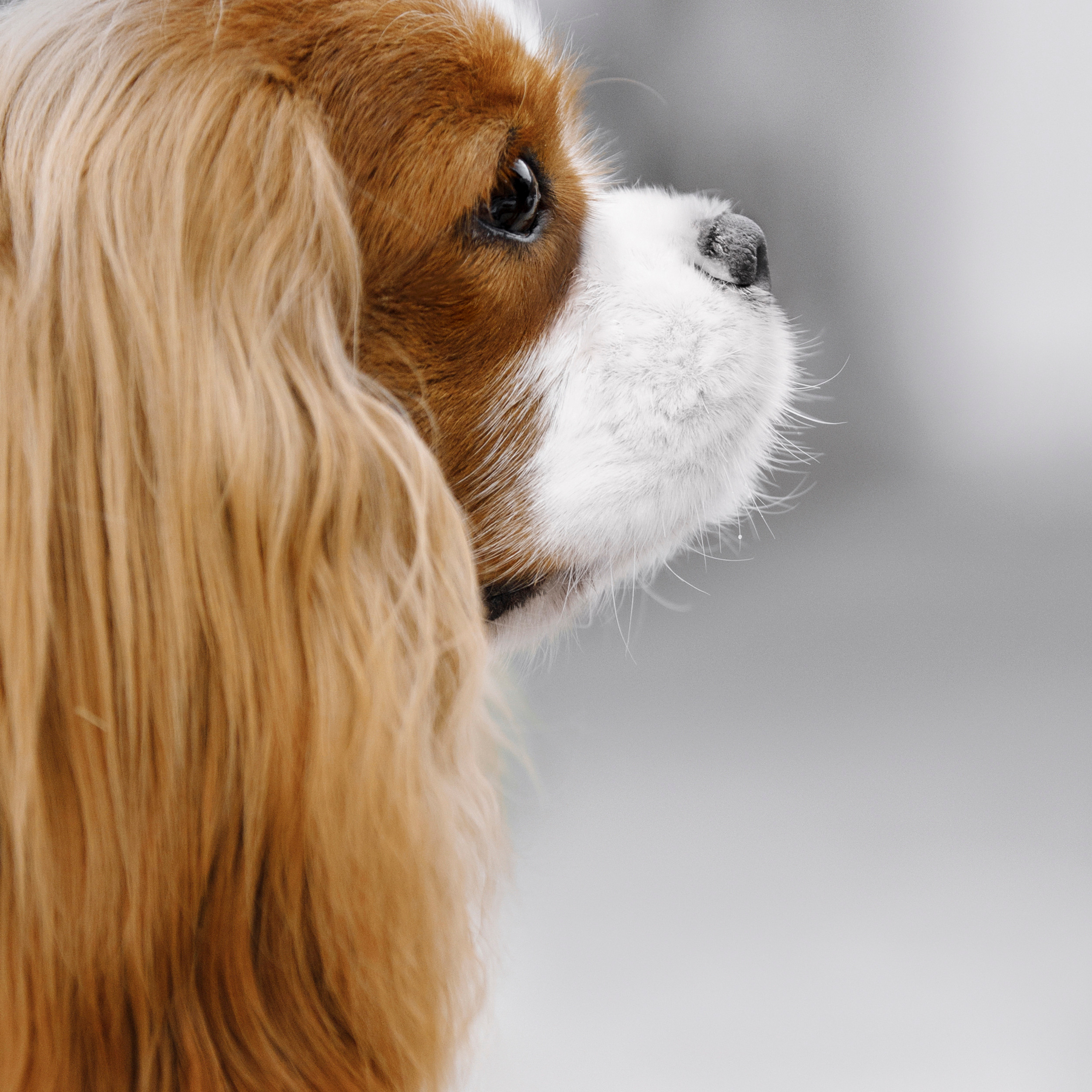 Клиентам. Фотограф-анималист Саша Вязьмина