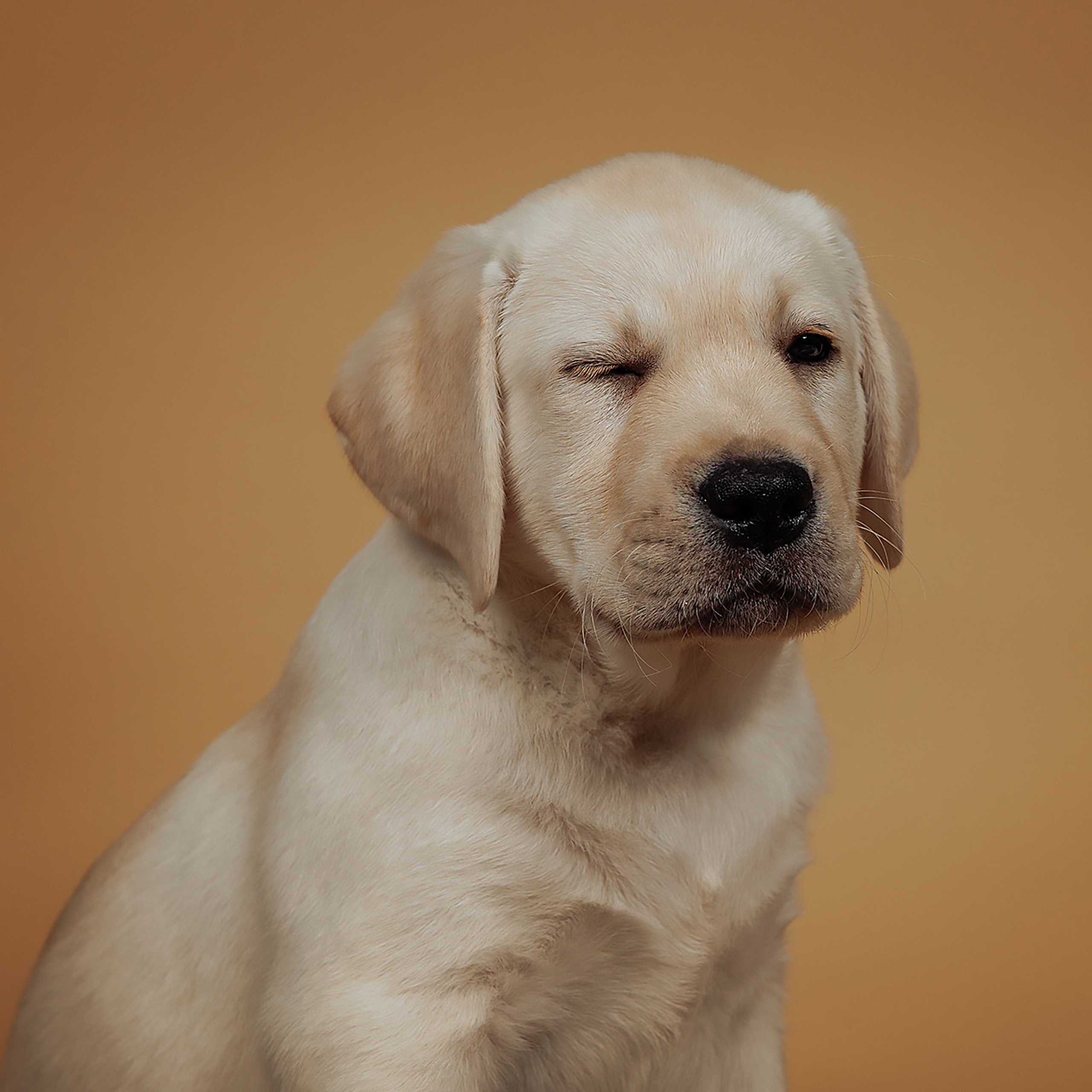 Клиентам. Фотограф-анималист Саша Вязьмина