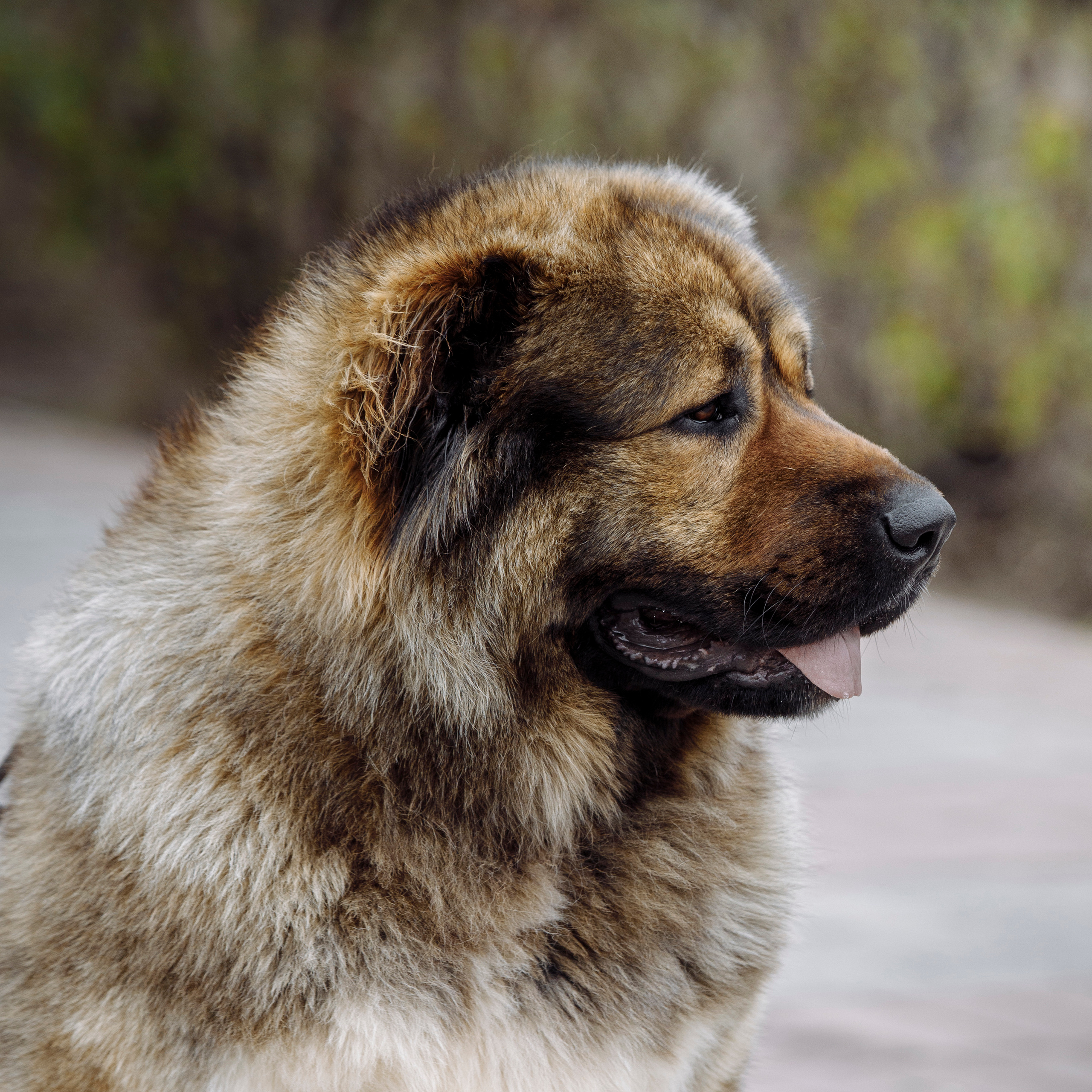 Клиентам. Фотограф-анималист Саша Вязьмина