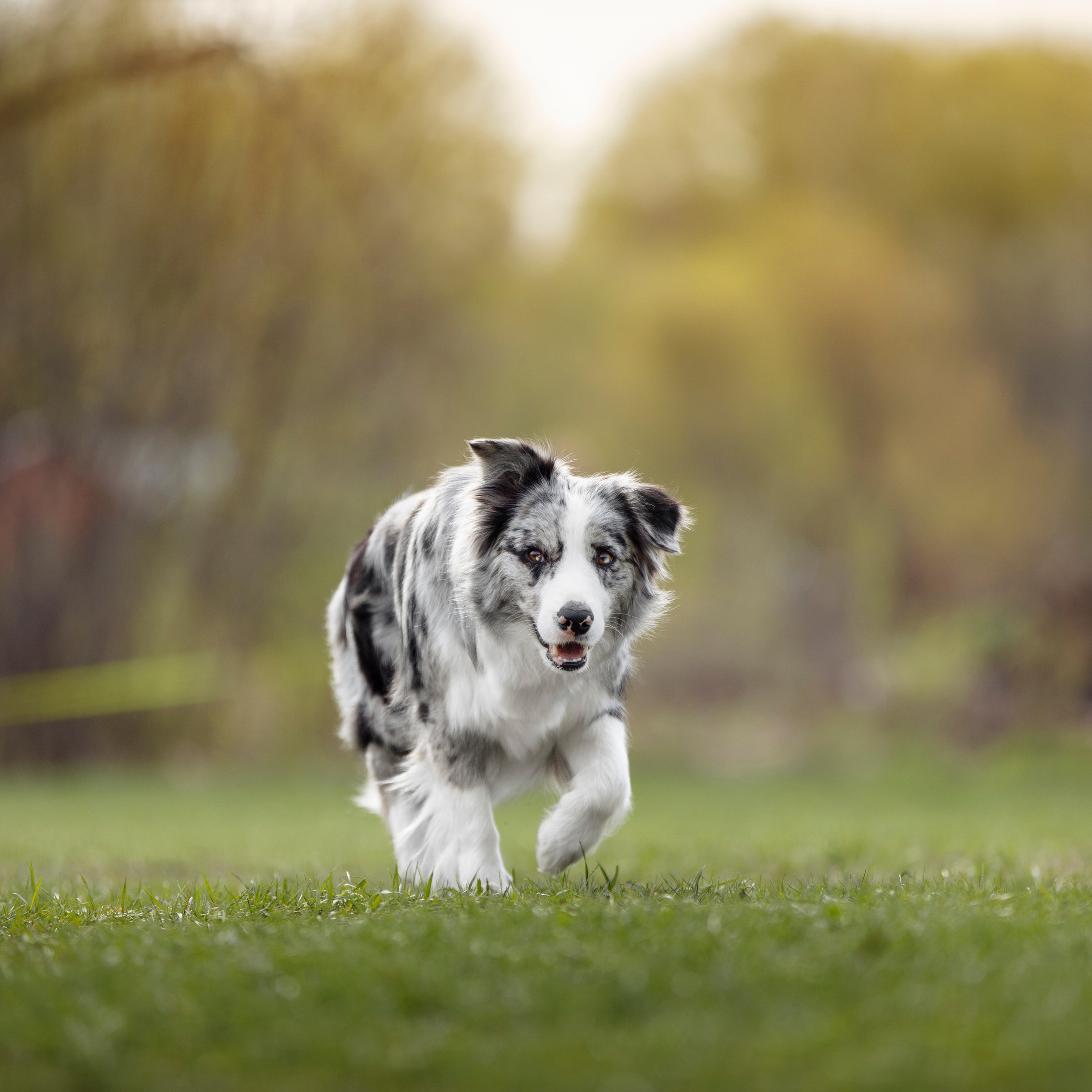 Клиентам. Фотограф-анималист Саша Вязьмина