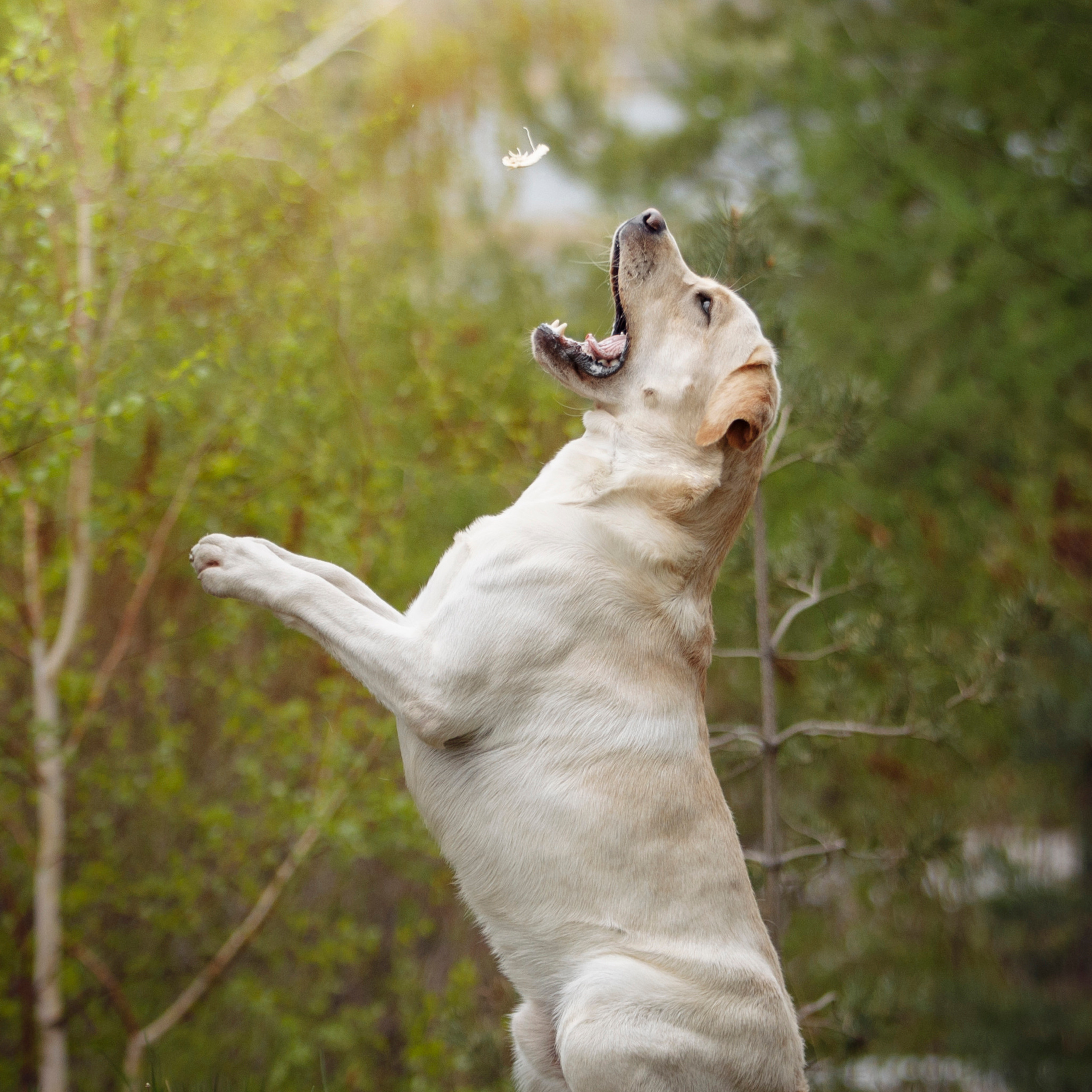 Клиентам. Фотограф-анималист Саша Вязьмина