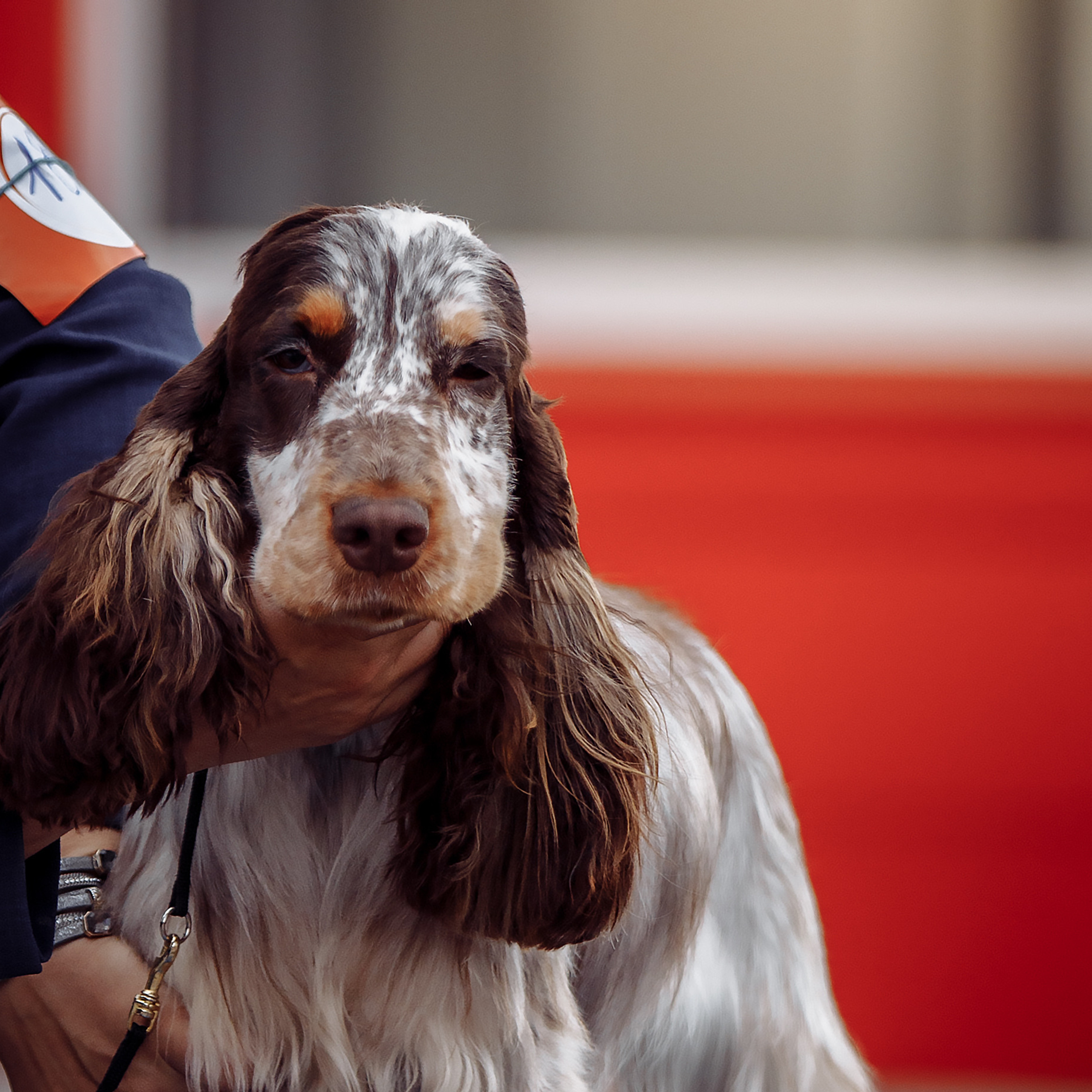Клиентам. Фотограф-анималист Саша Вязьмина