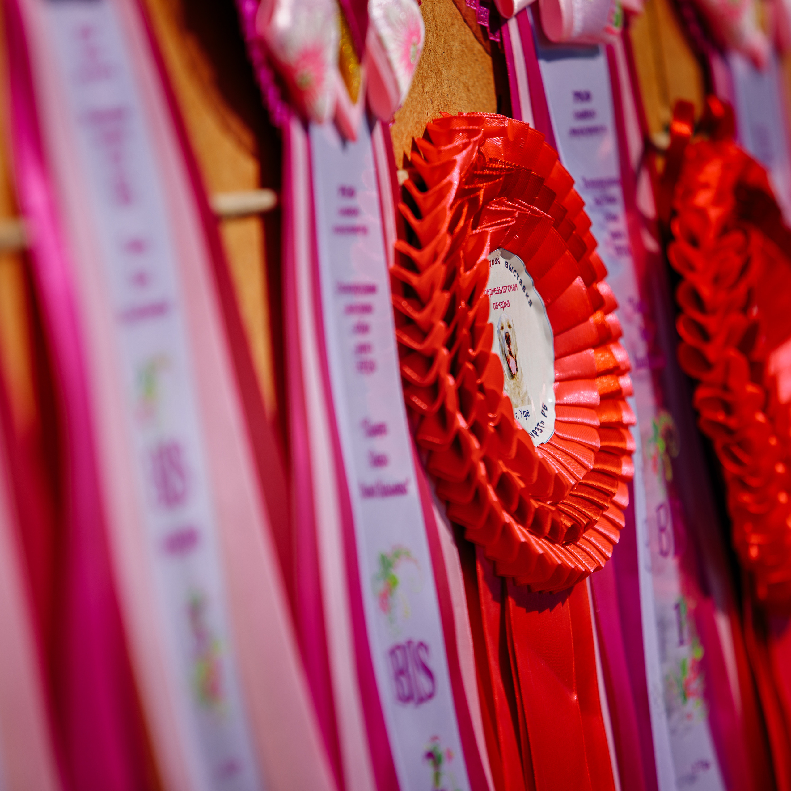 Клиентам. Фотограф-анималист Саша Вязьмина