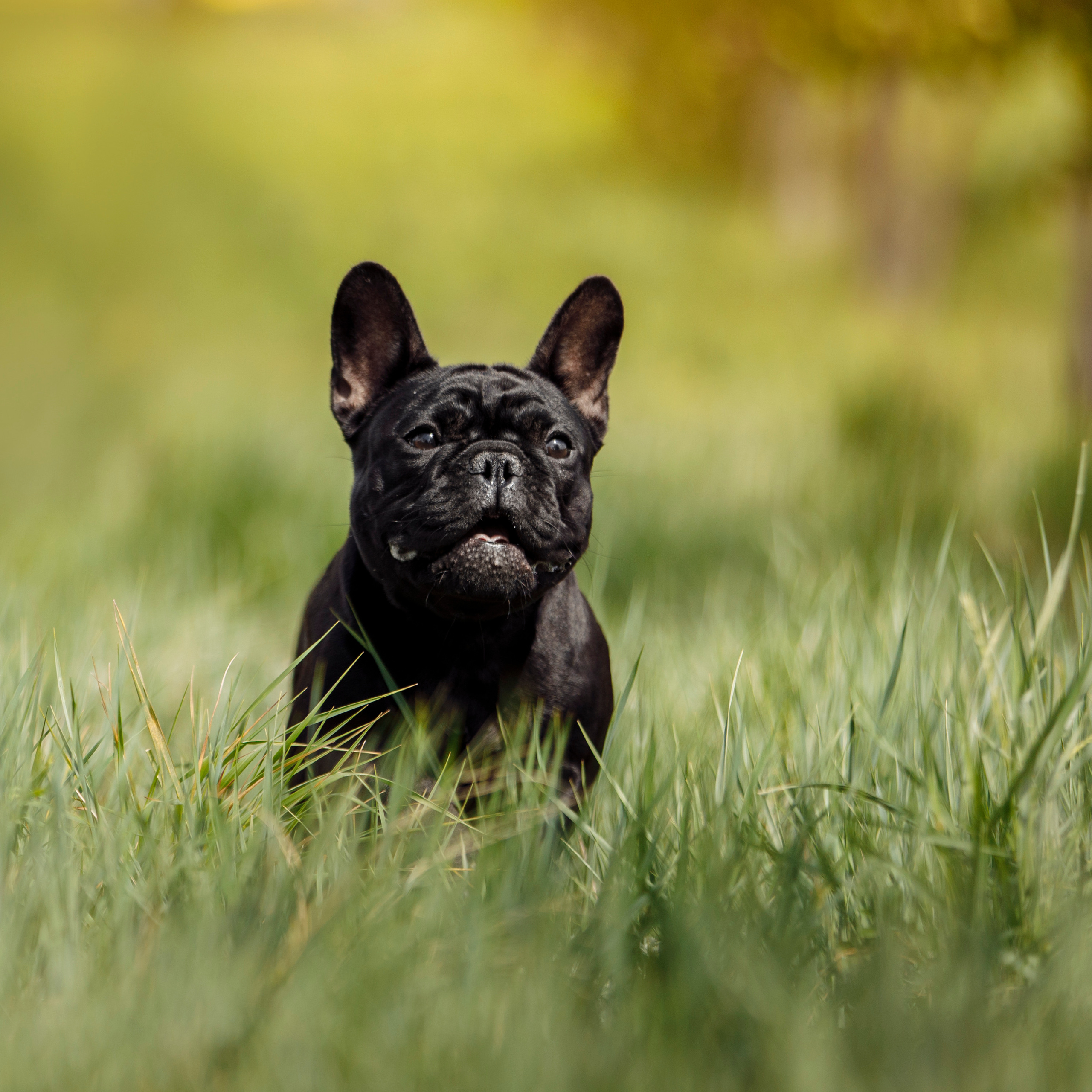 Клиентам. Фотограф-анималист Саша Вязьмина