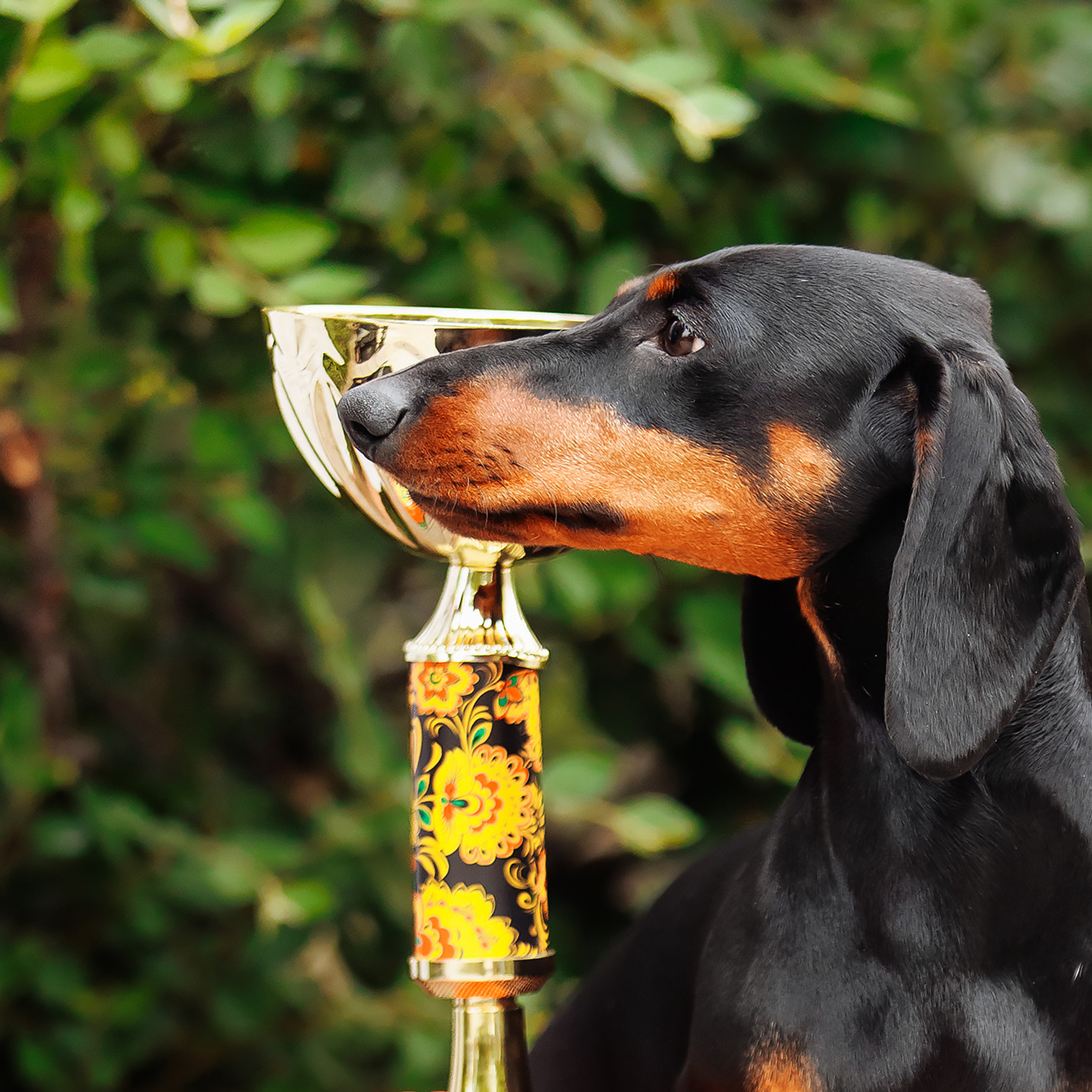 Клиентам. Фотограф-анималист Саша Вязьмина