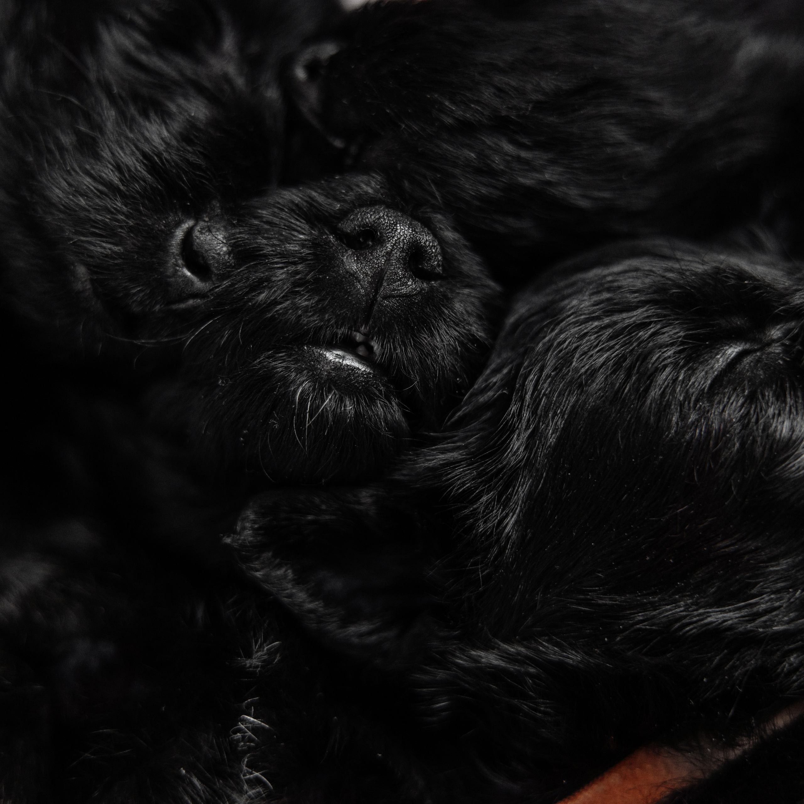 Клиентам. Фотограф-анималист Саша Вязьмина