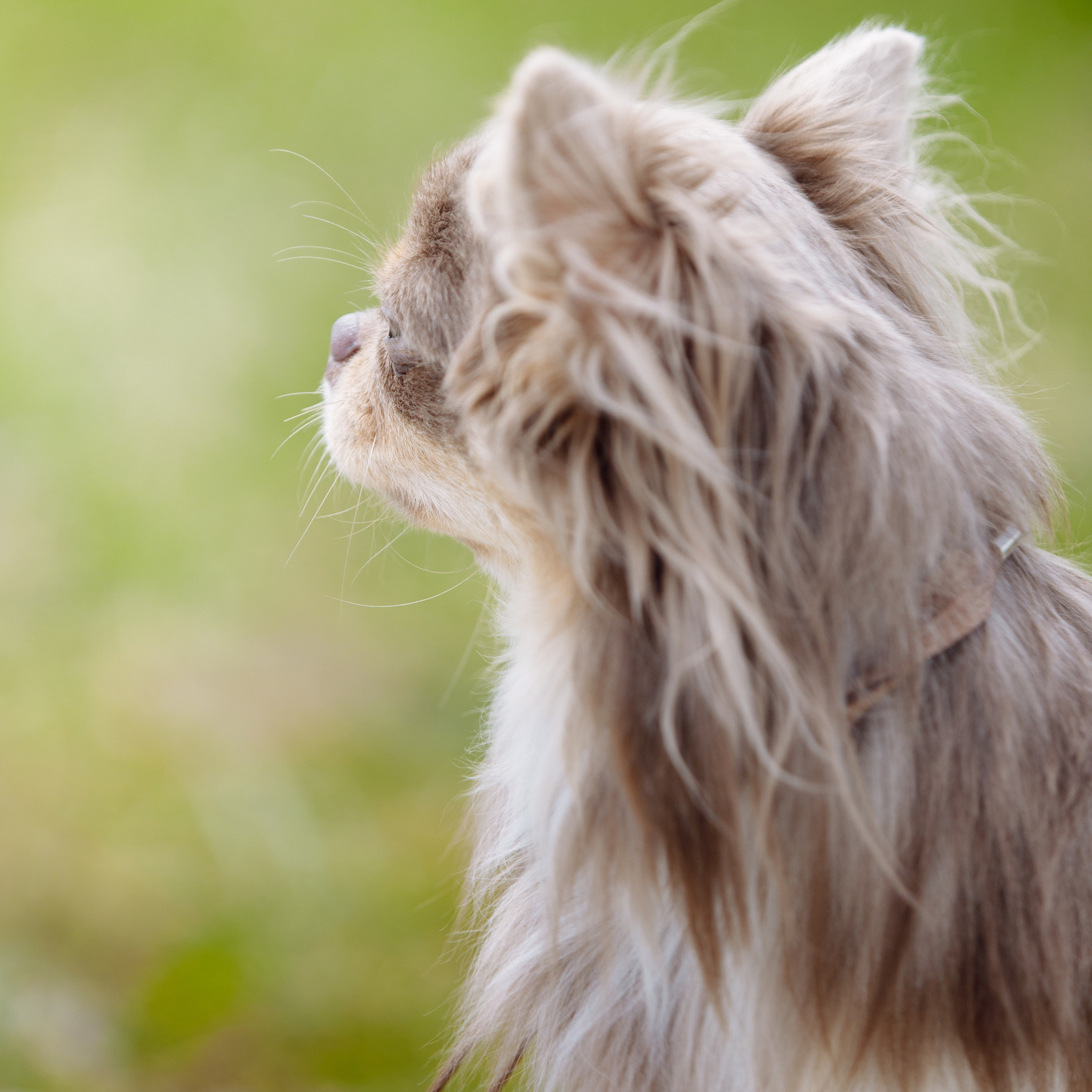 Клиентам. Фотограф-анималист Саша Вязьмина