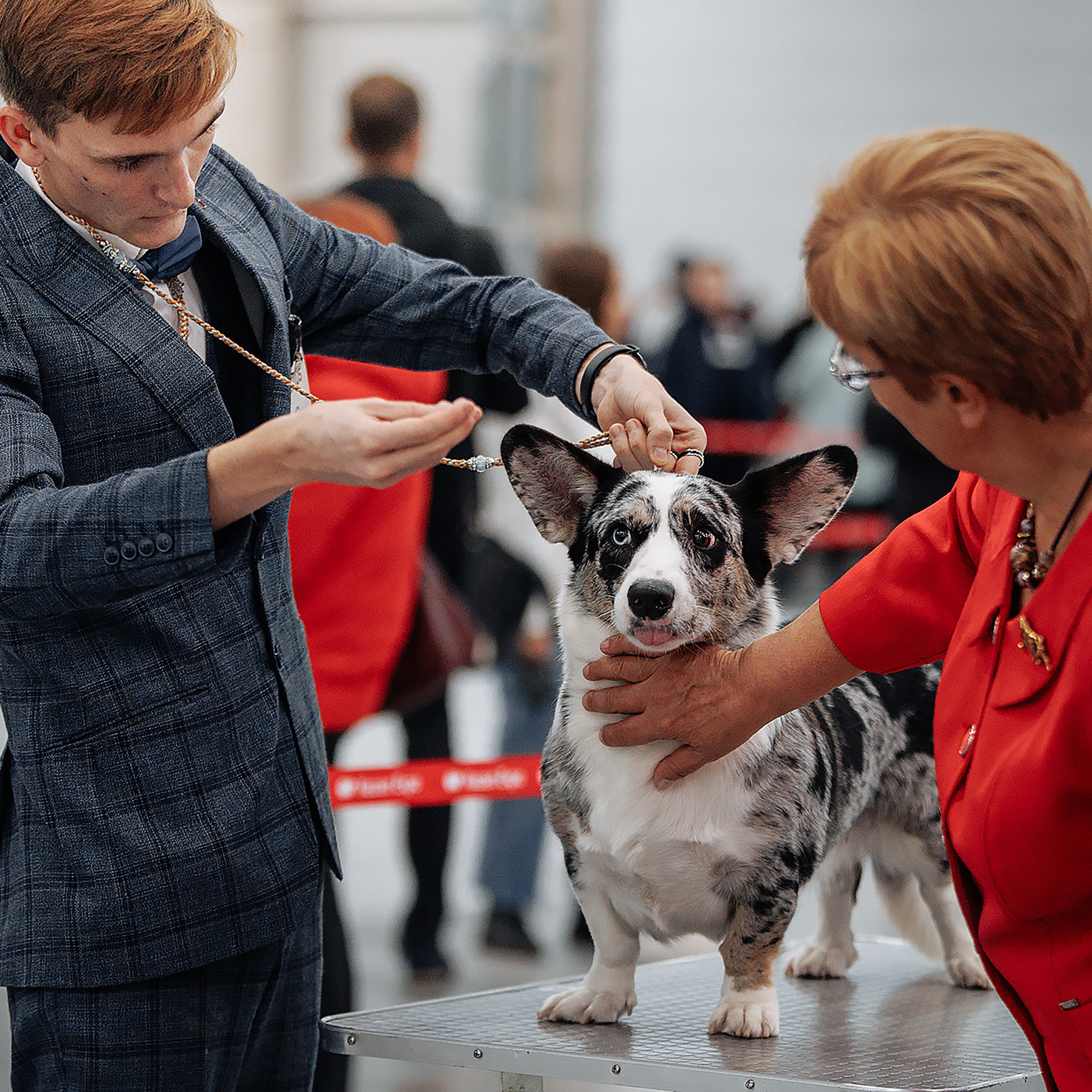 Клиентам. Фотограф-анималист Саша Вязьмина