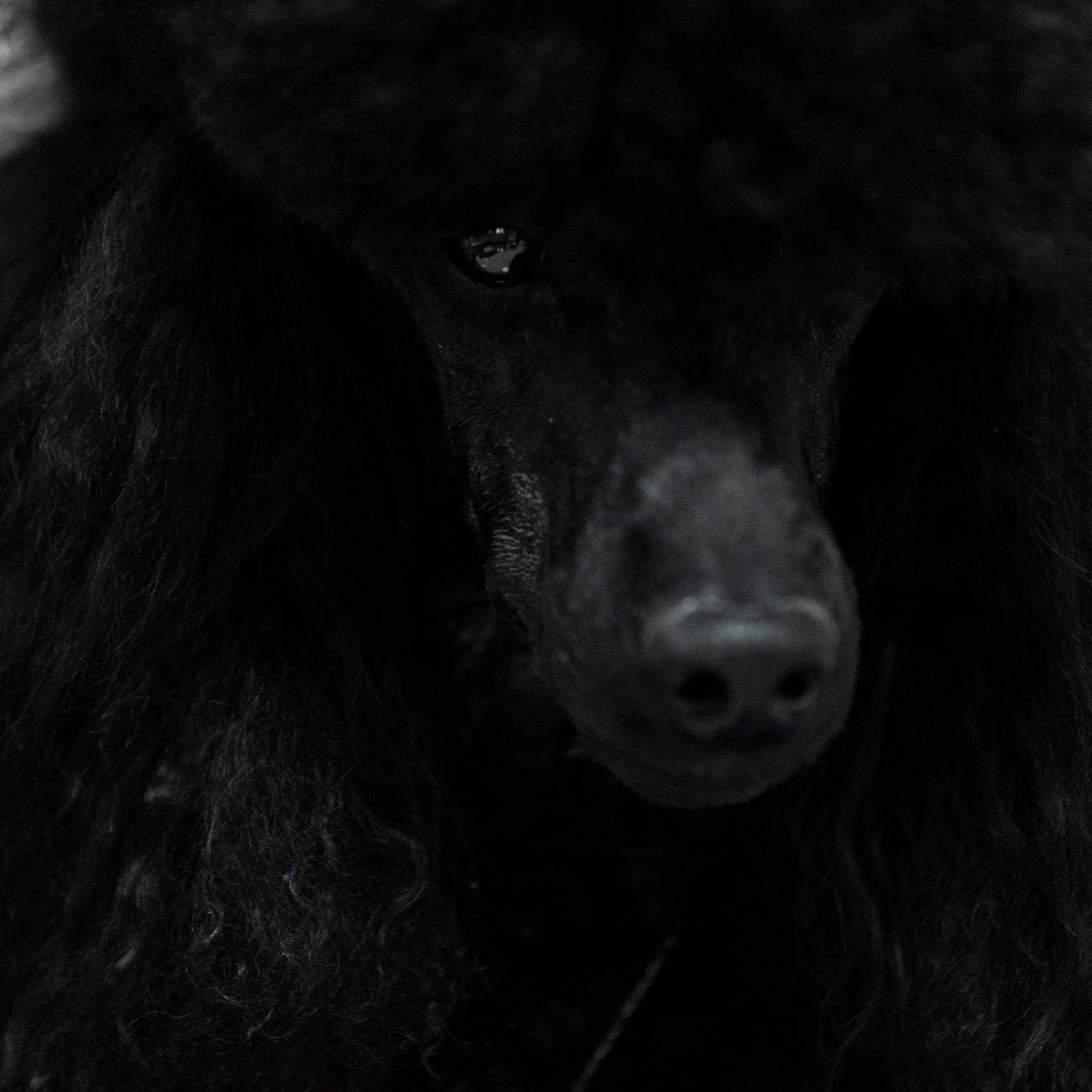 Клиентам. Фотограф-анималист Саша Вязьмина