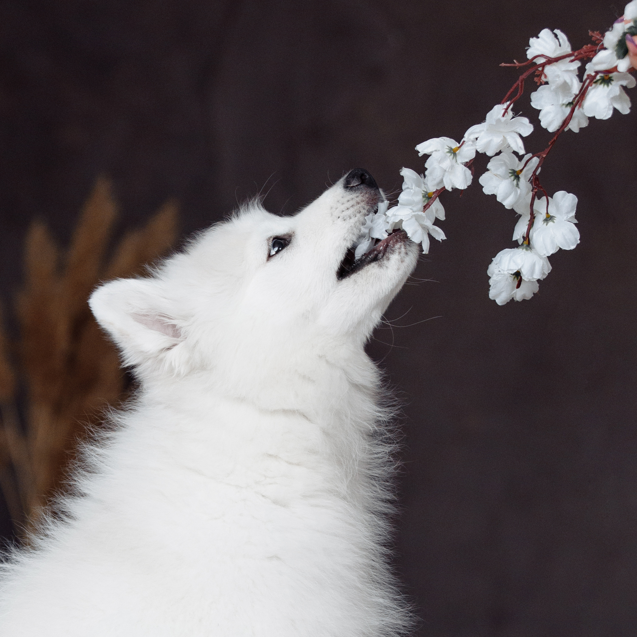 Клиентам. Фотограф-анималист Саша Вязьмина