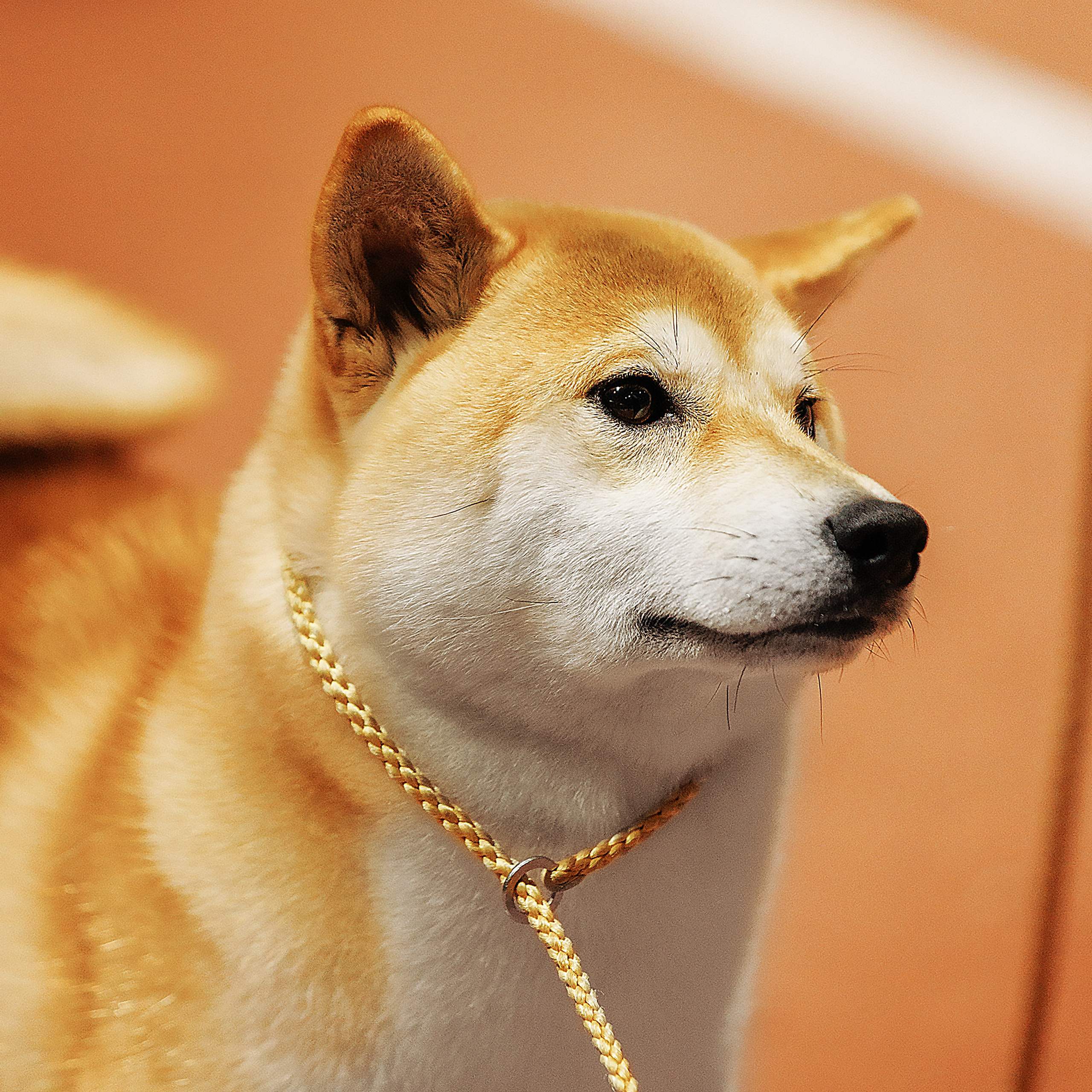 Клиентам. Фотограф-анималист Саша Вязьмина