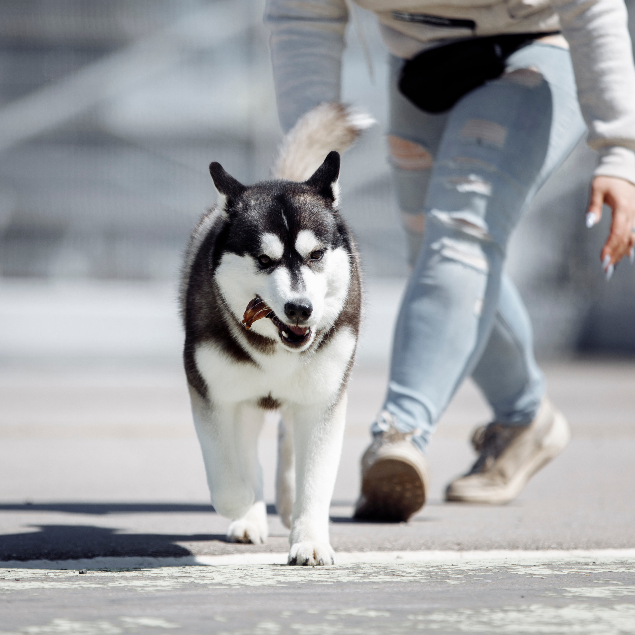 Клиентам. Фотограф-анималист Саша Вязьмина
