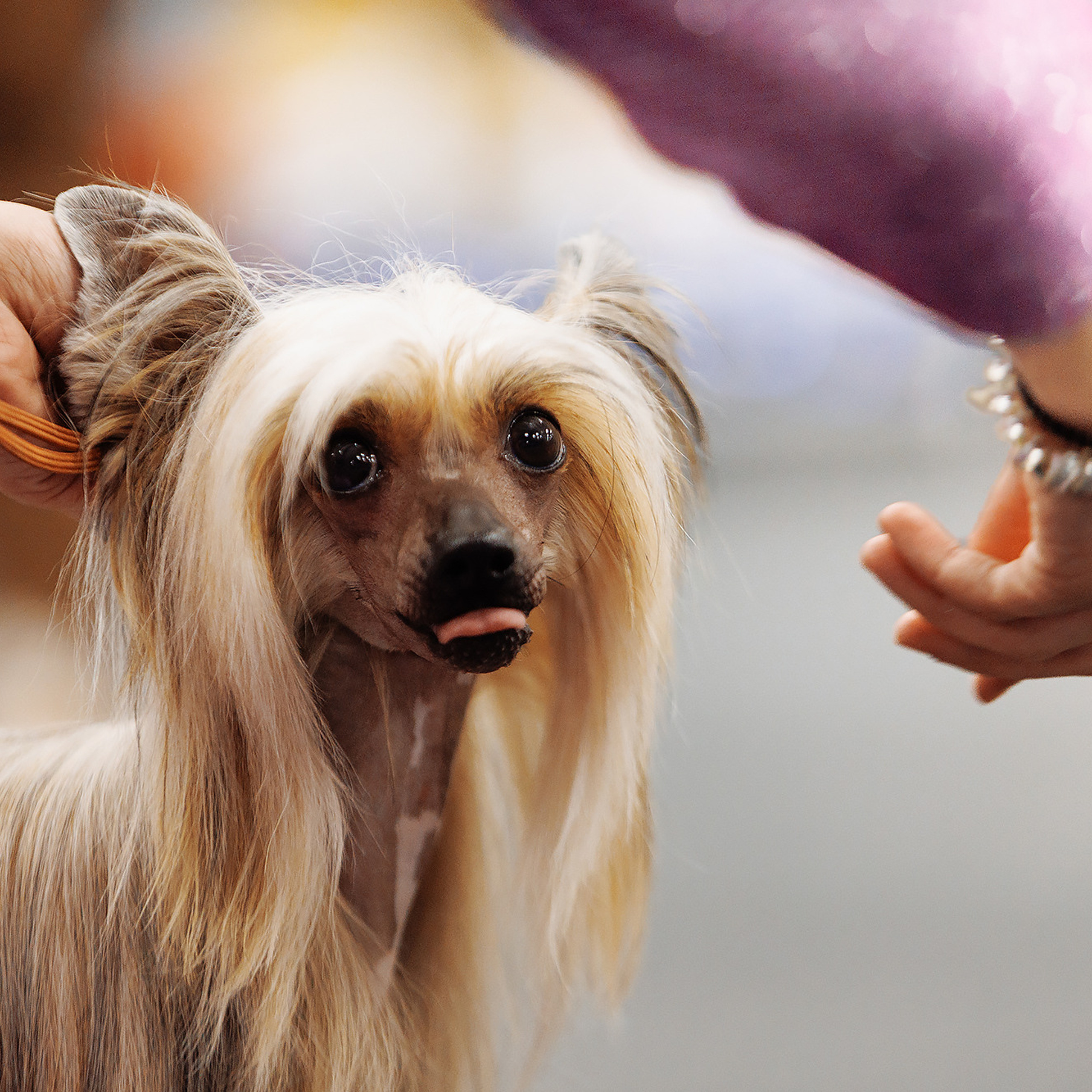 Клиентам. Фотограф-анималист Саша Вязьмина