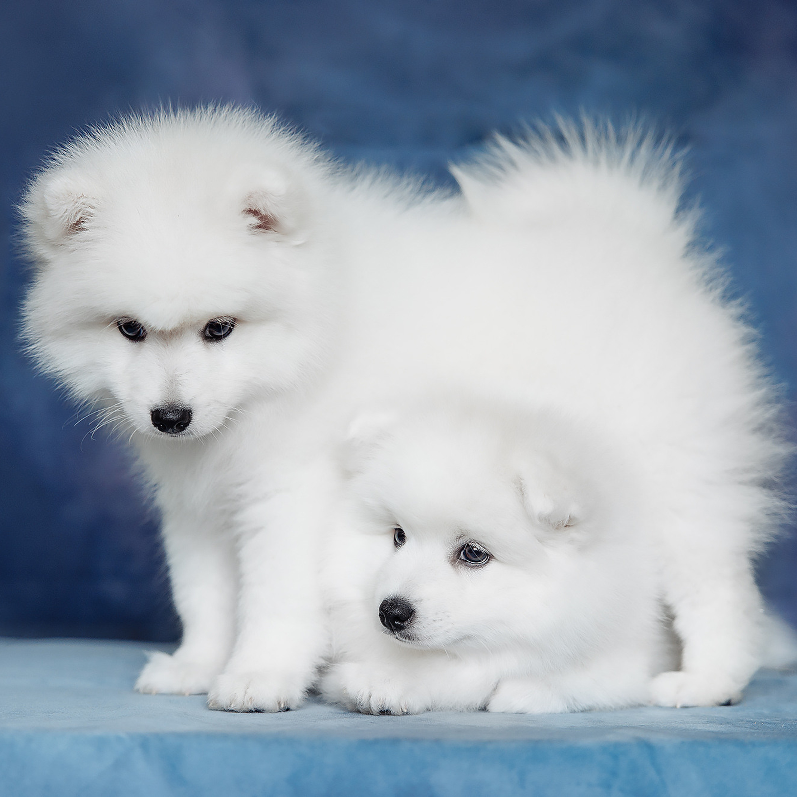 Клиентам. Фотограф-анималист Саша Вязьмина