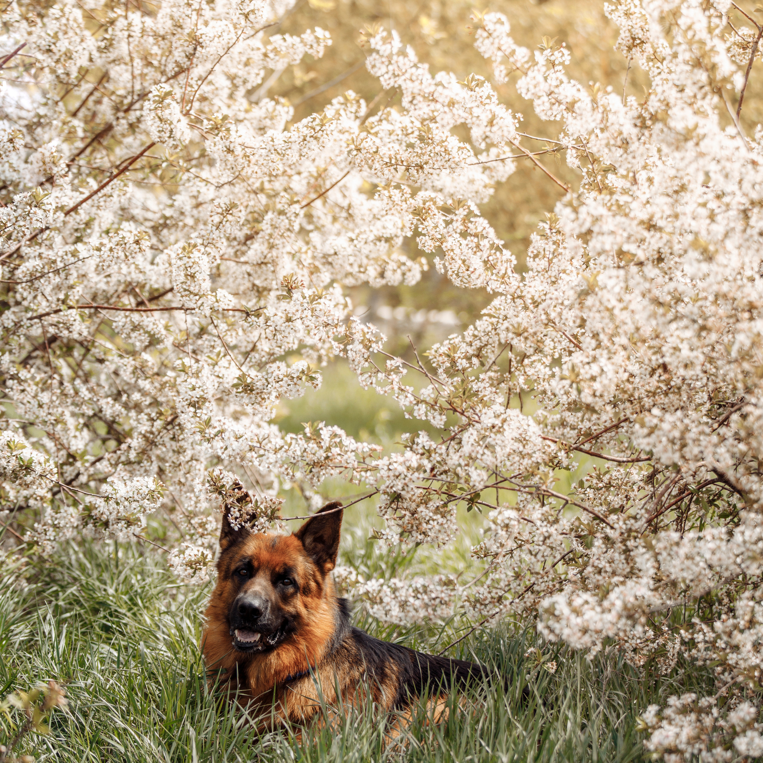 Клиентам. Фотограф-анималист Саша Вязьмина