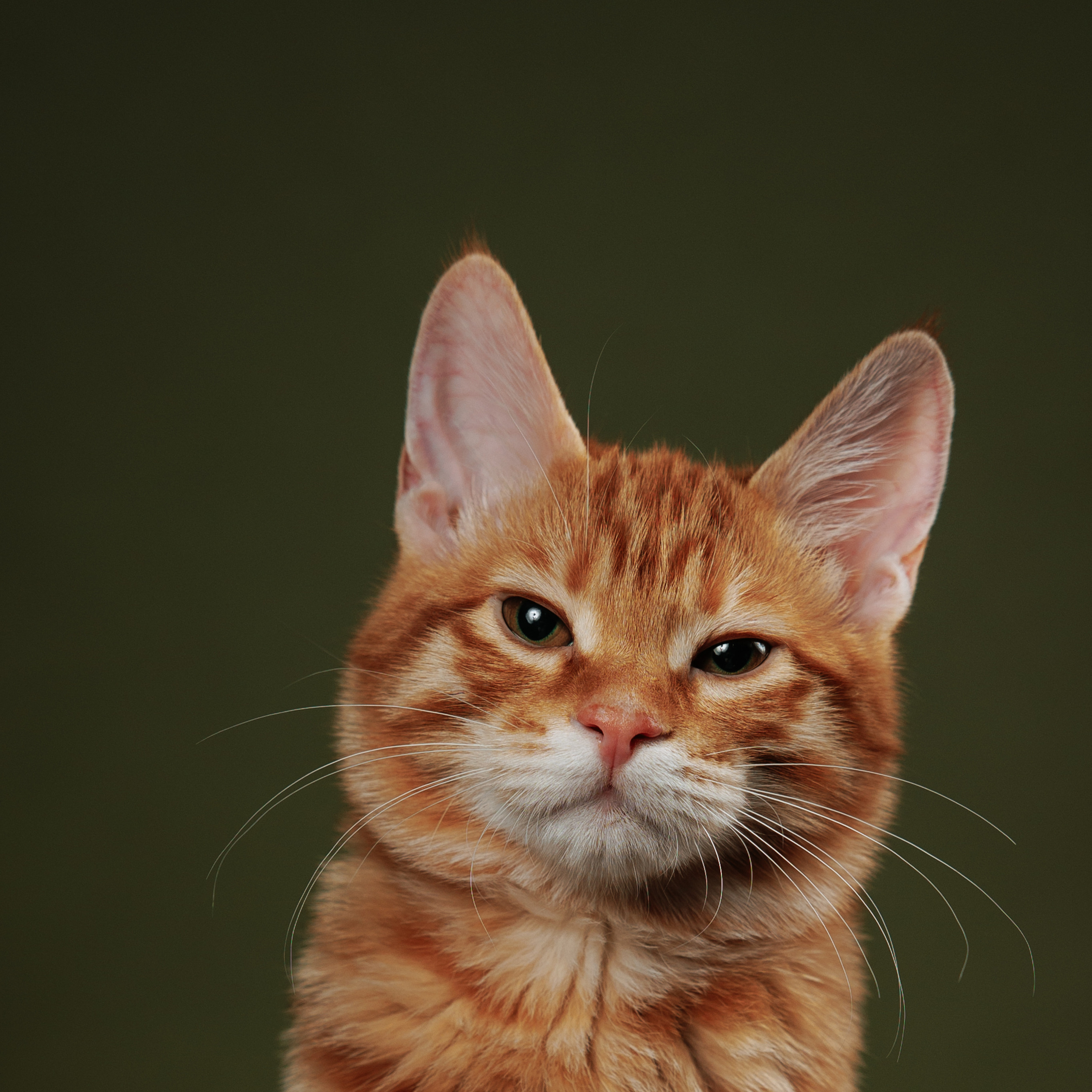 Клиентам. Фотограф-анималист Саша Вязьмина