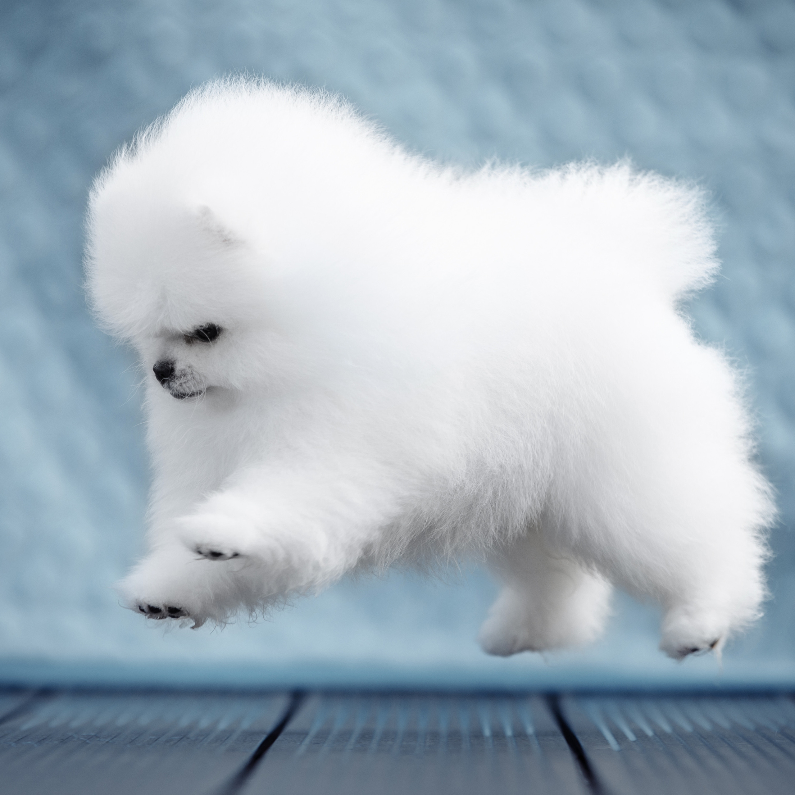 Клиентам. Фотограф-анималист Саша Вязьмина